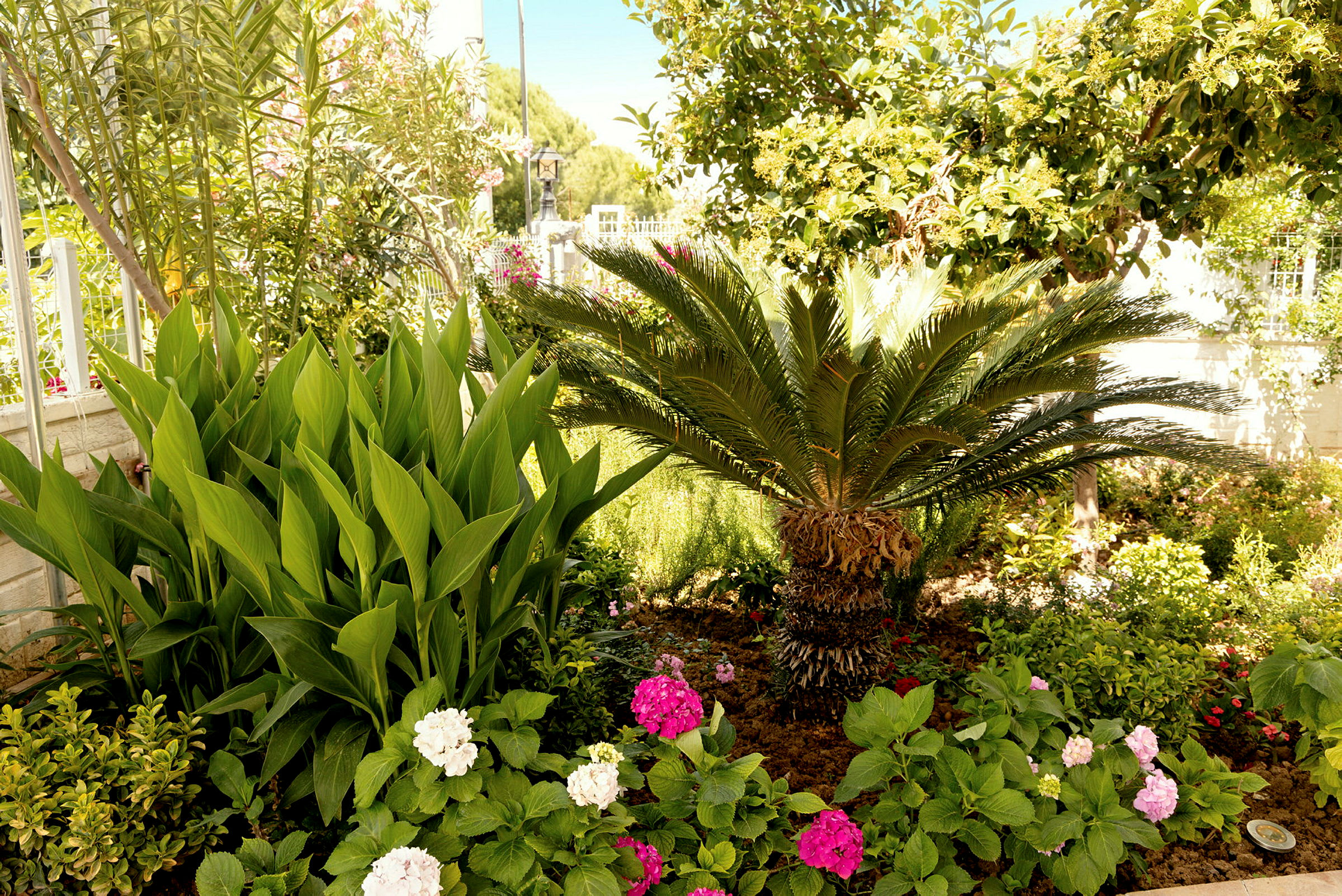 En frodig trädgård med färgglada blommor och en hög palm. (AI-genererad text)