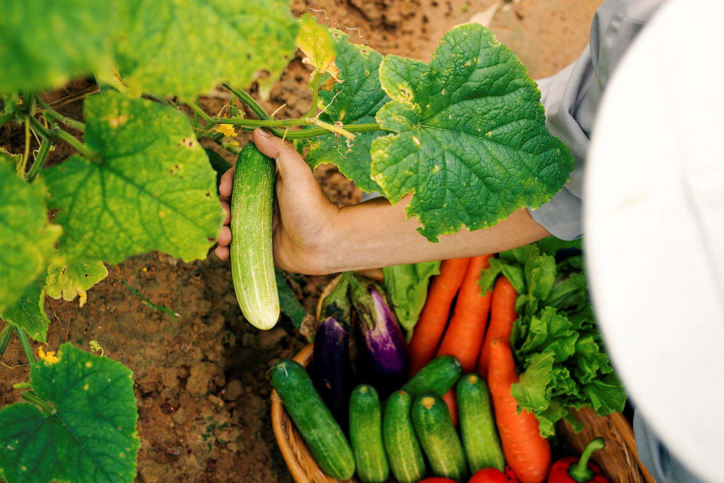 En hand plockar en gurka från en planta. I bakgrunden syns en korg med olika grönsaker som morötter, auberginer och tomater. (AI-genererad text)