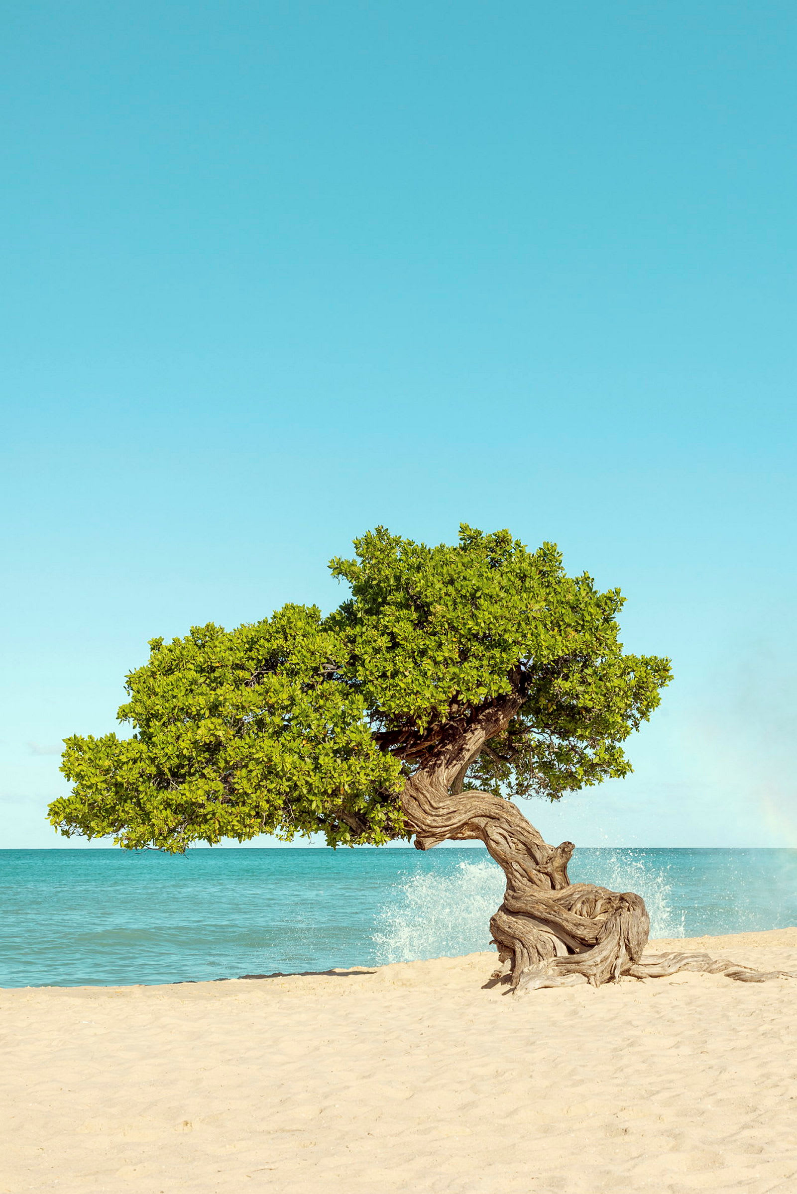 Bild av ett ensamt träd med knotiga grenar på en sandstrand vid havet under en klar blå himmel. (AI-genererad text)