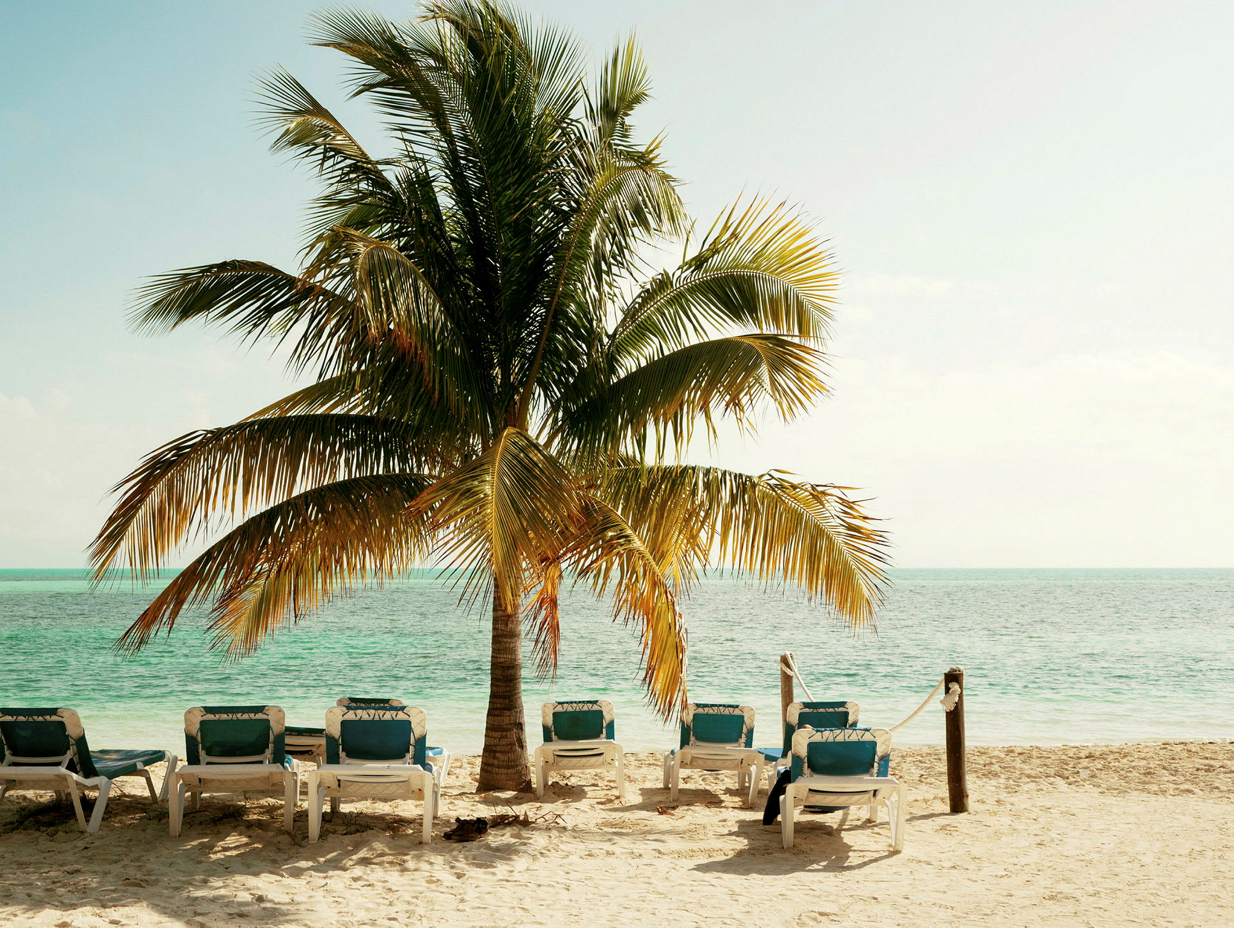 Solstolar på en sandstrand vid havet med en palm. (AI-genererad text)