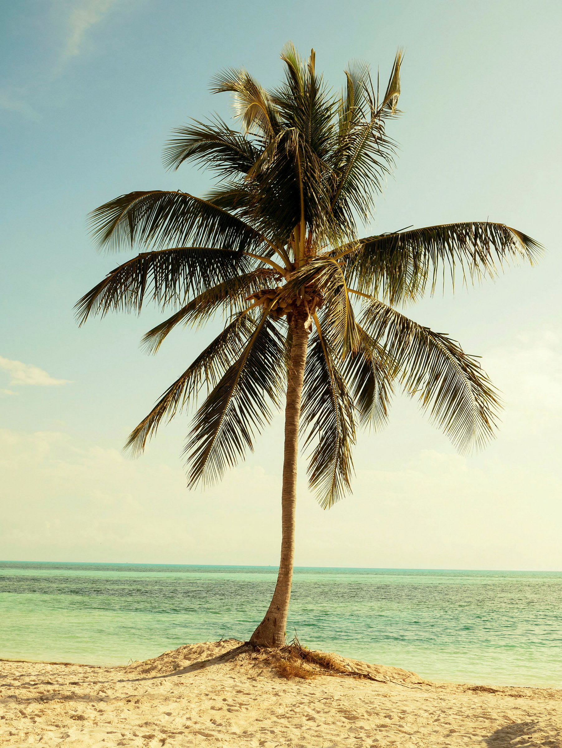 En ensam palm står på en sandstrand framför havet. (AI-genererad text)