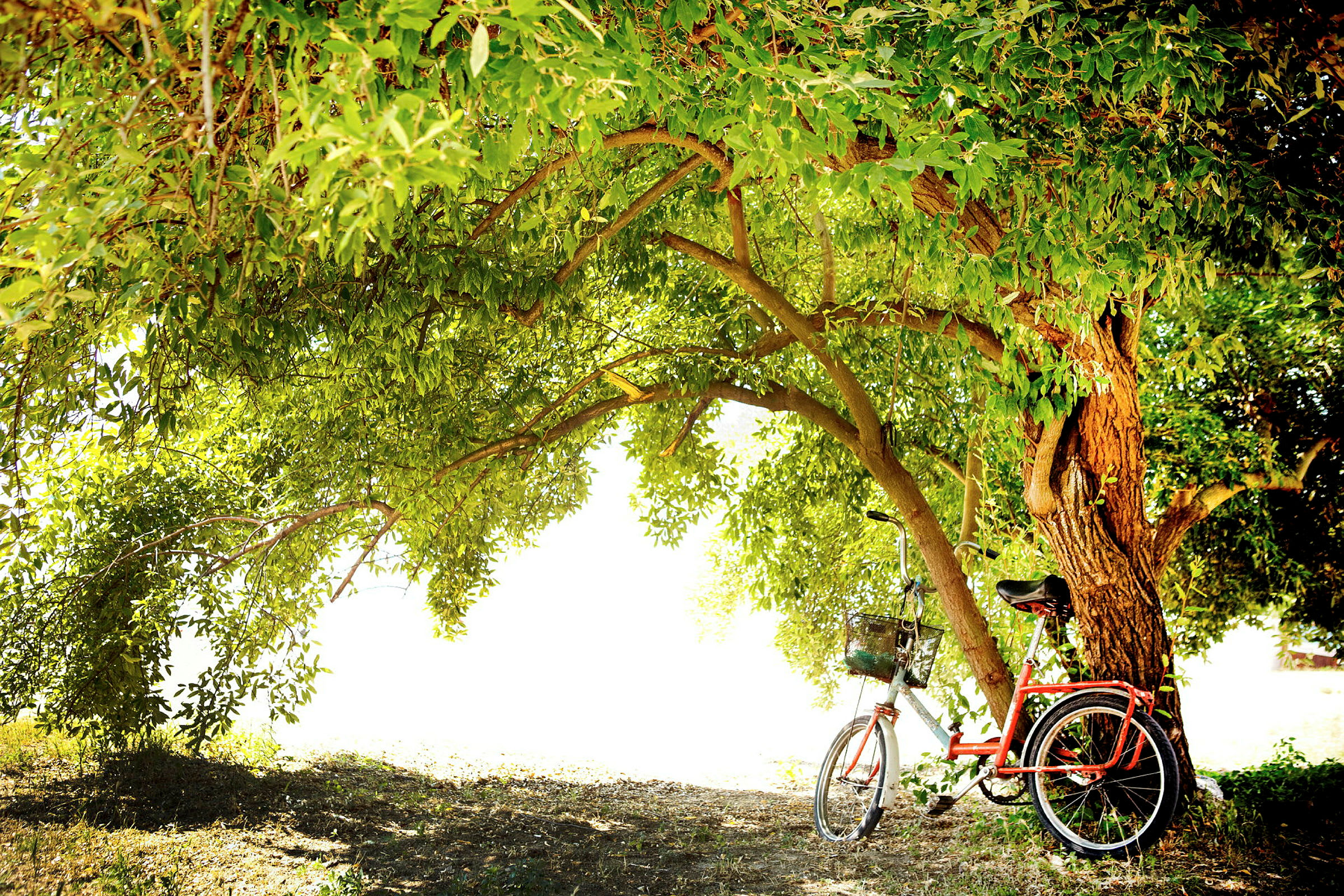 En cykel står lutad mot ett träd med gröna löv. (AI-genererad text)
