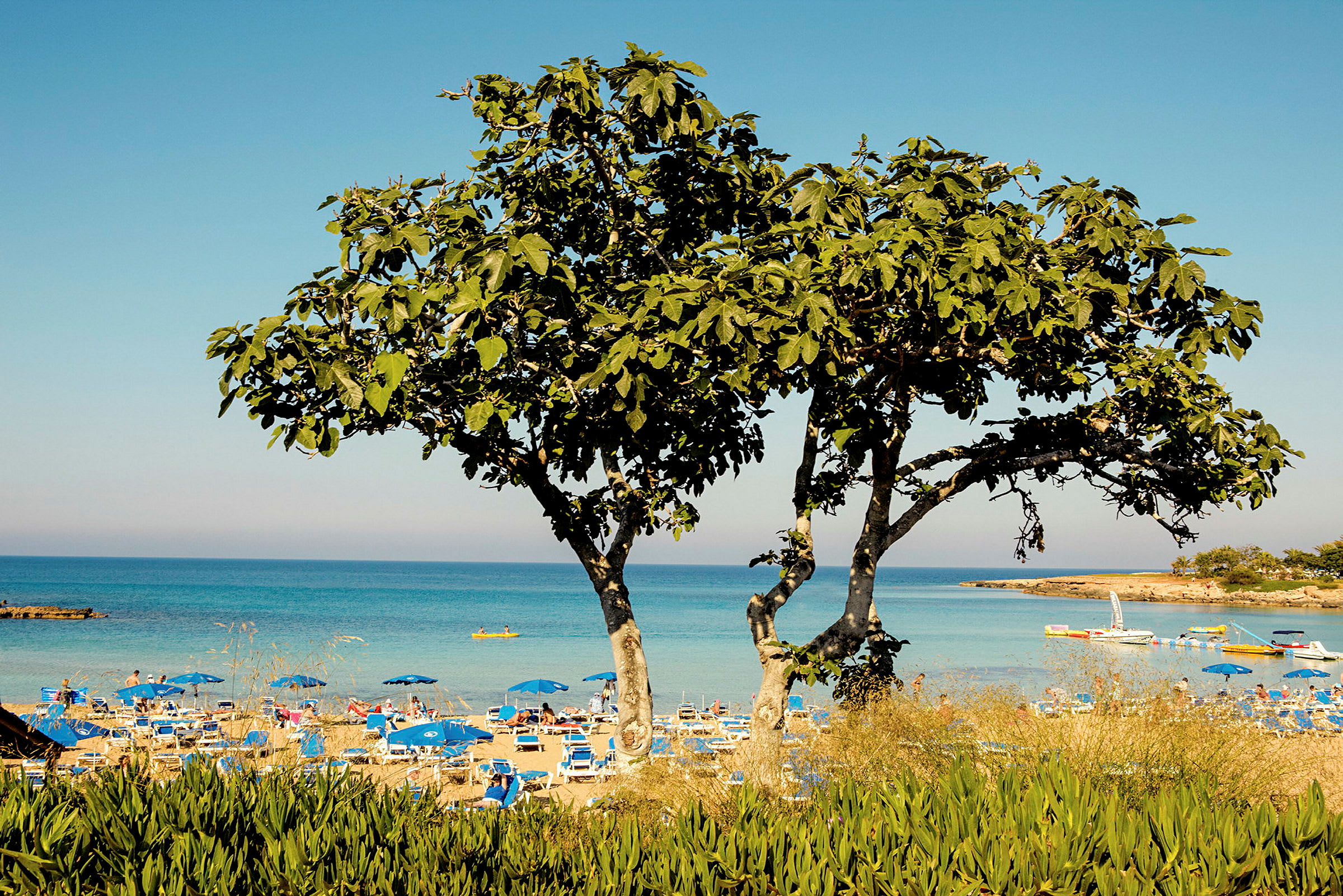 Strand med parasoller och hav i bakgrunden, träd i förgrunden. (AI-genererad text)