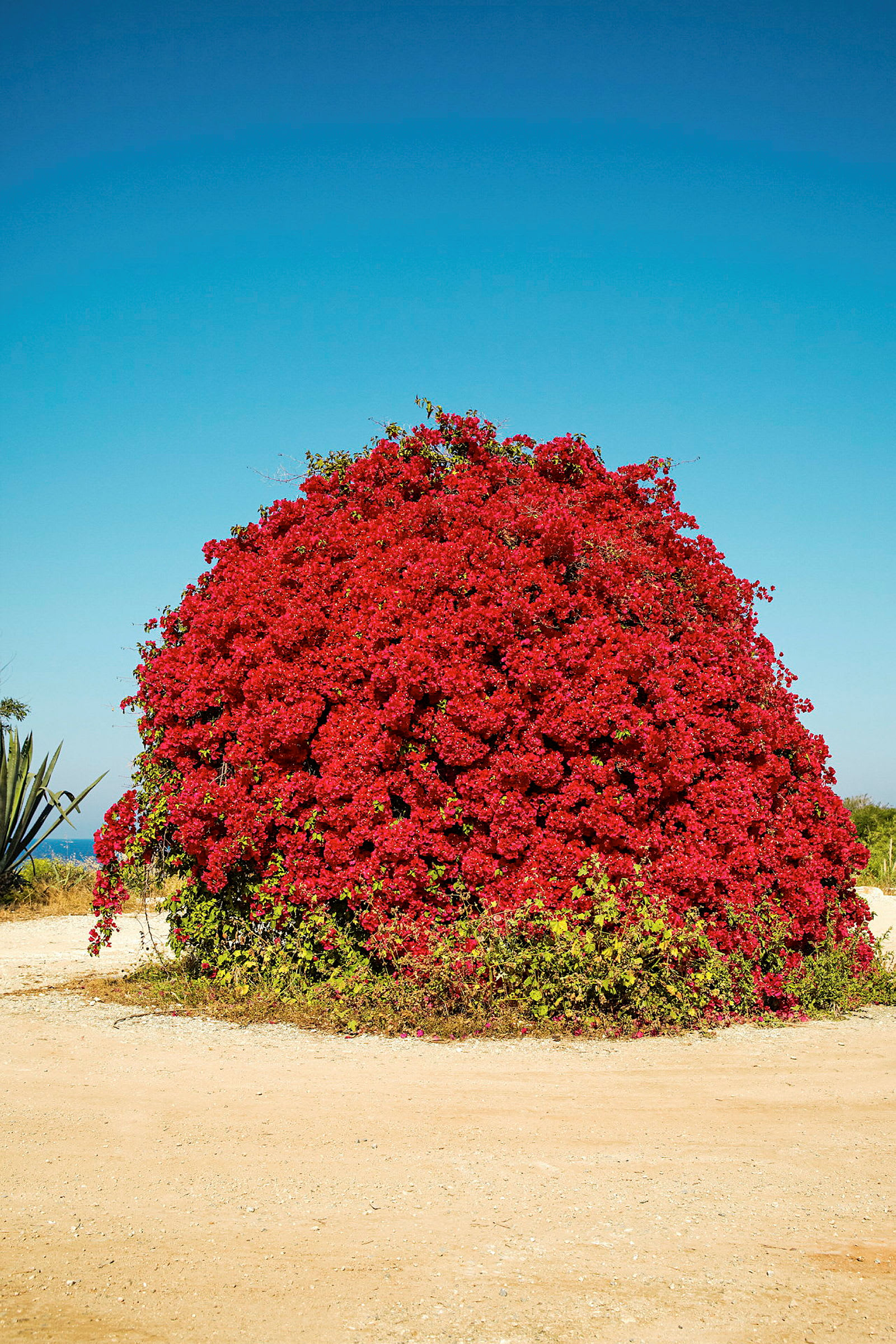 Stor buske med röda blommor på en sandig väg. (AI-genererad text)