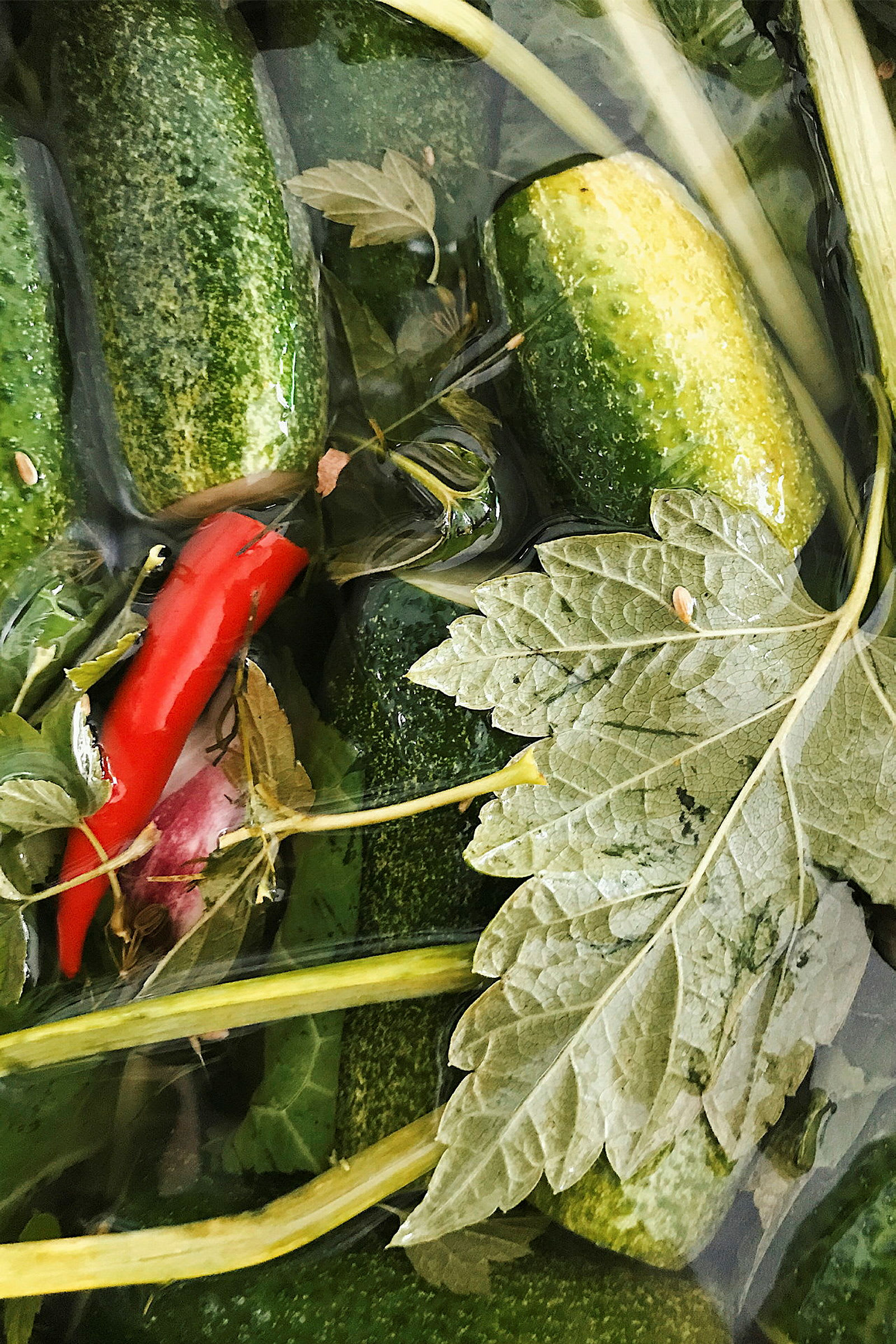 Bild av gröna gurkor, ett rött chili och gröna blad liggande i en vätskekärl. (AI-genererad text)