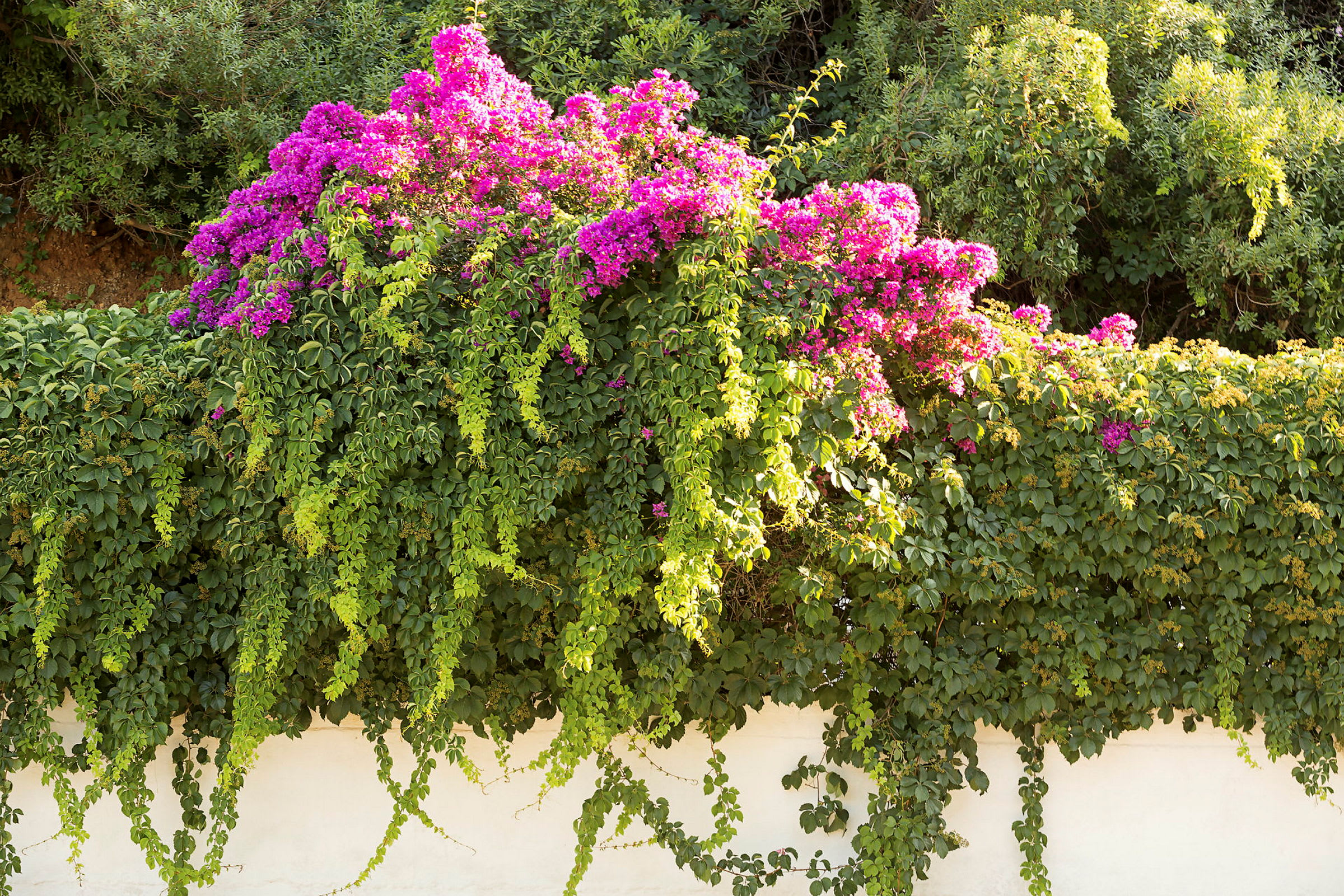 En grön växt med rosa blommor hänger över en vit mur. (AI-genererad text)