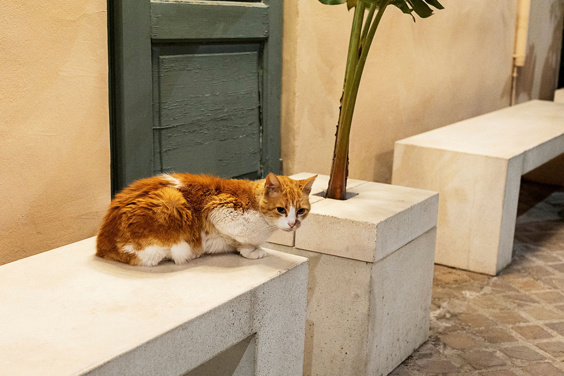 Bild på en orange och vit katt som sitter på en stenbänk bredvid en växt. (AI-genererad text)