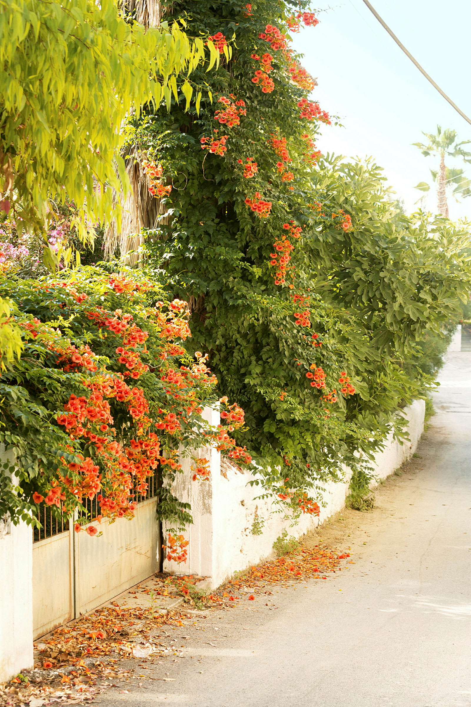 En grind med en överväxt växt prydd med orange blommor intill en väg. (AI-genererad text)