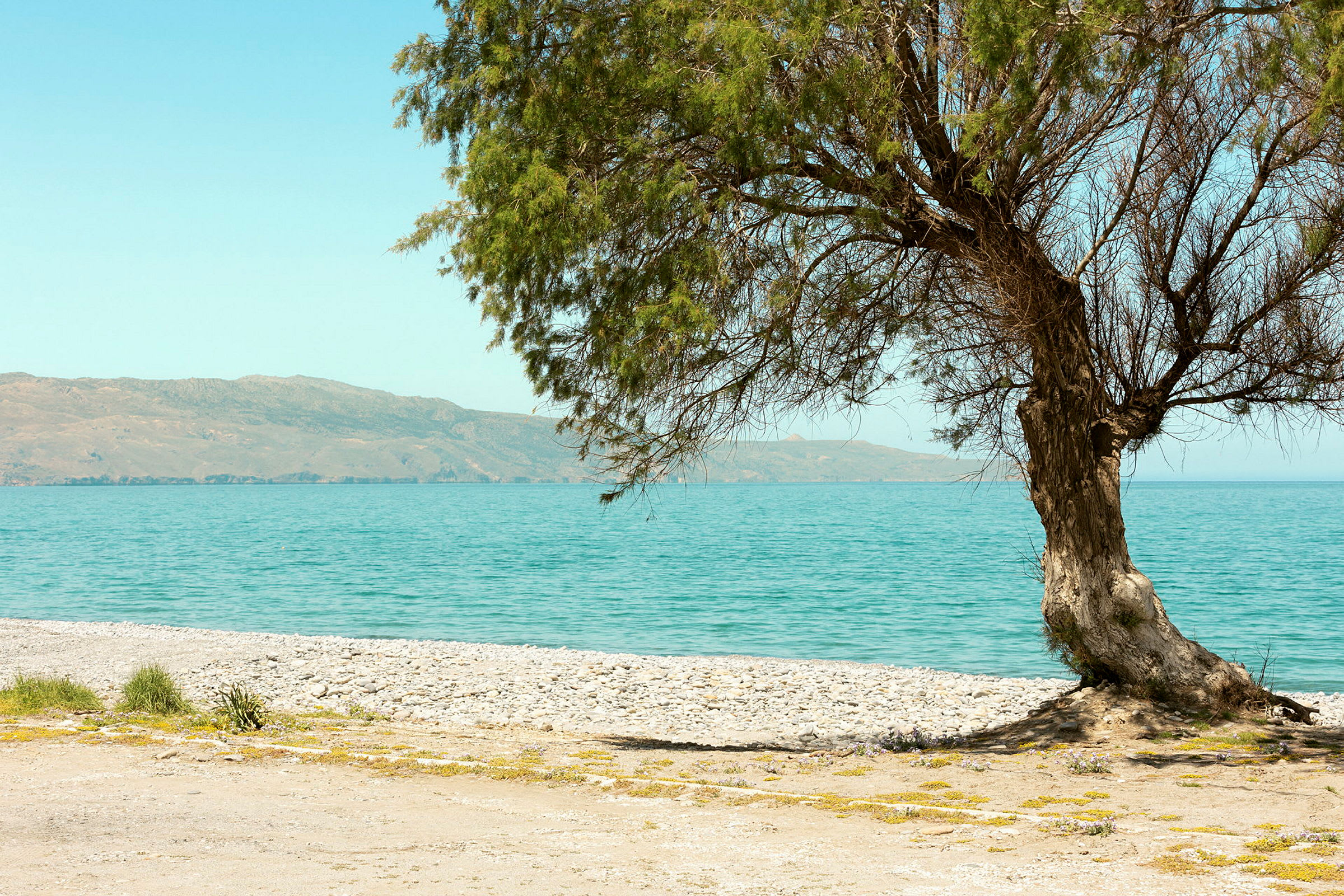 Ett träd vid en stenig strand med hav och kullar i bakgrunden. (AI-genererad text)