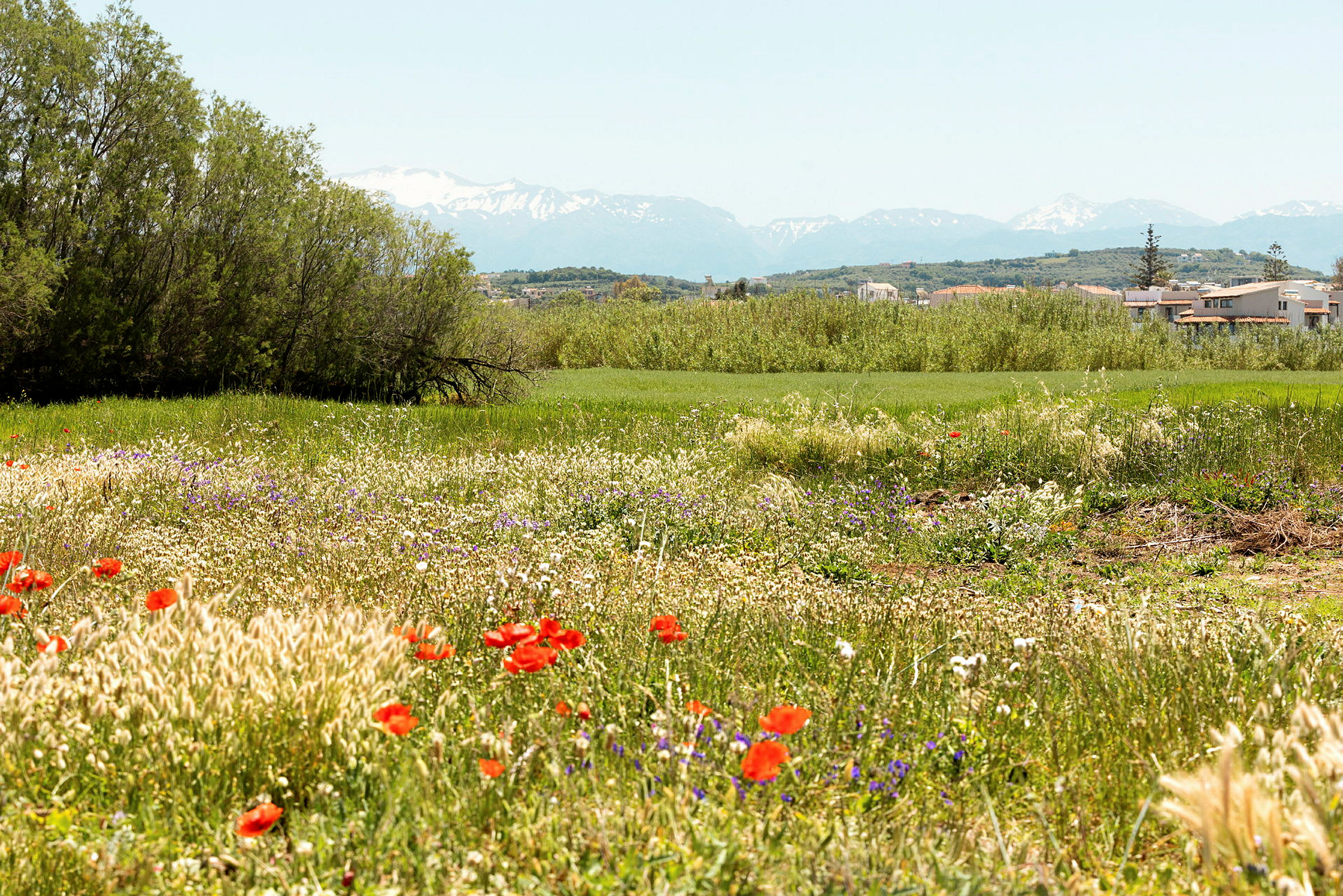 Blommande äng med röda vallmo, grön vegetation och bakgrund av snötäckta berg. (AI-genererad text)