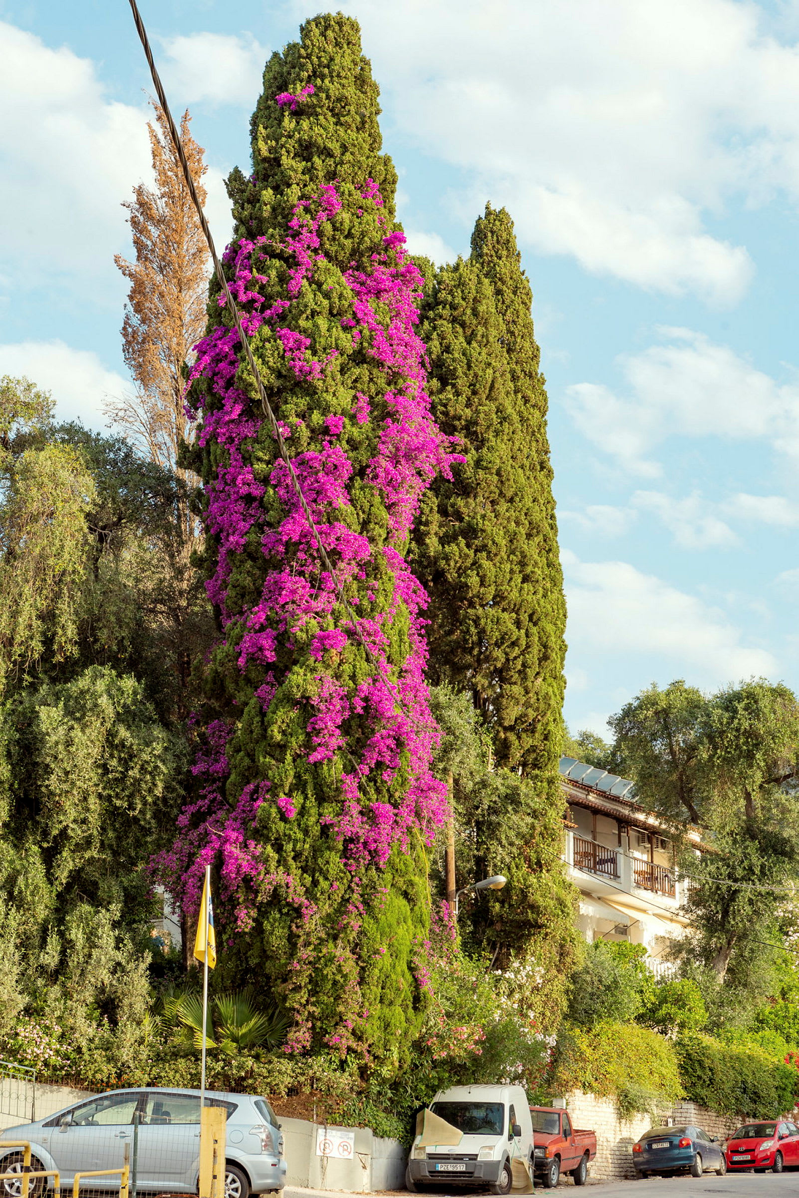 Höga träd klädda i lila blommor framför en byggnad med balkonger. (AI-genererad text)