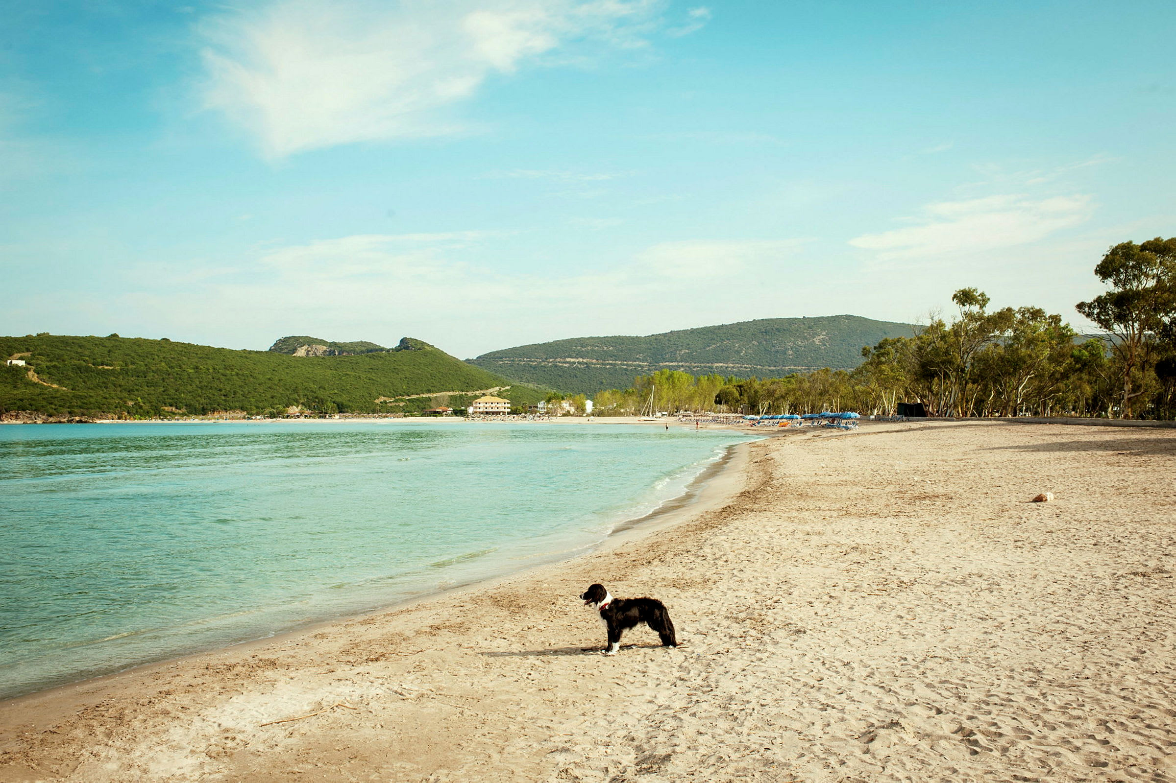 En strand med en hund som står nära vattnet. (AI-genererad text)