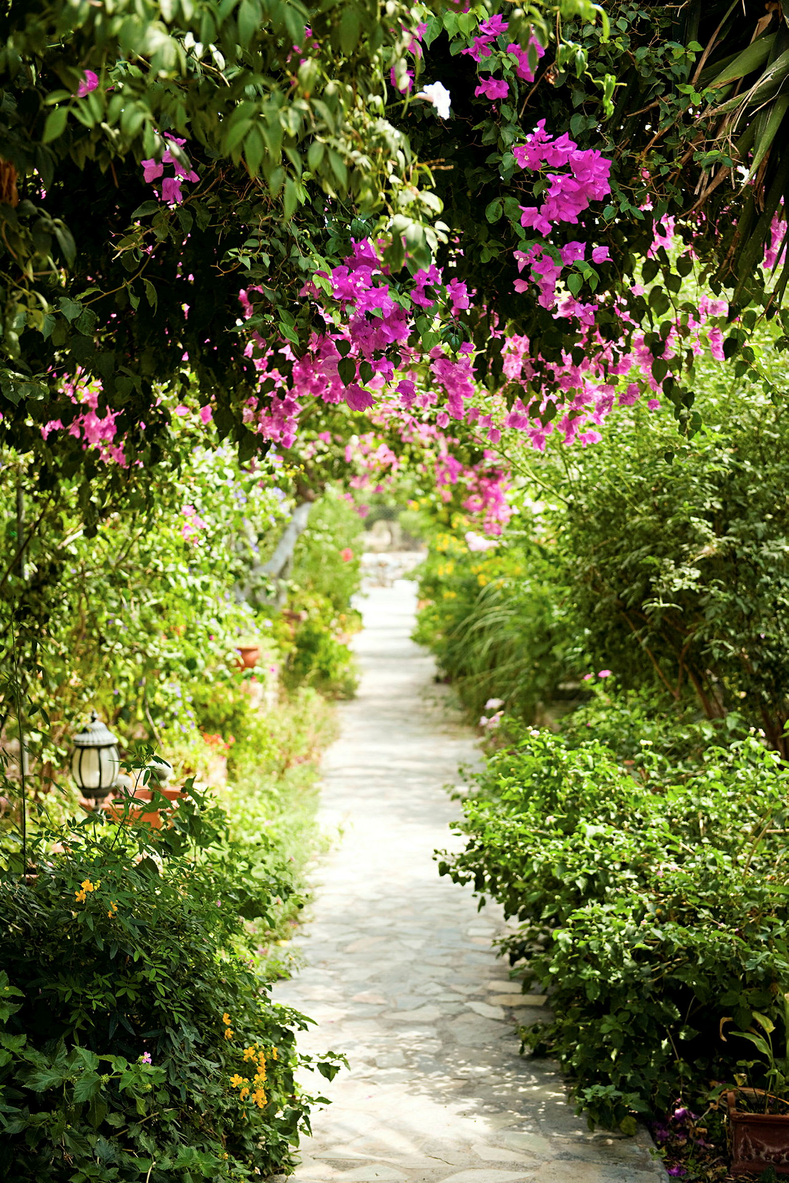 En trädgårdsgång av sten kantad av grönska och rosa blommor hängande från träden. (AI-genererad text)
