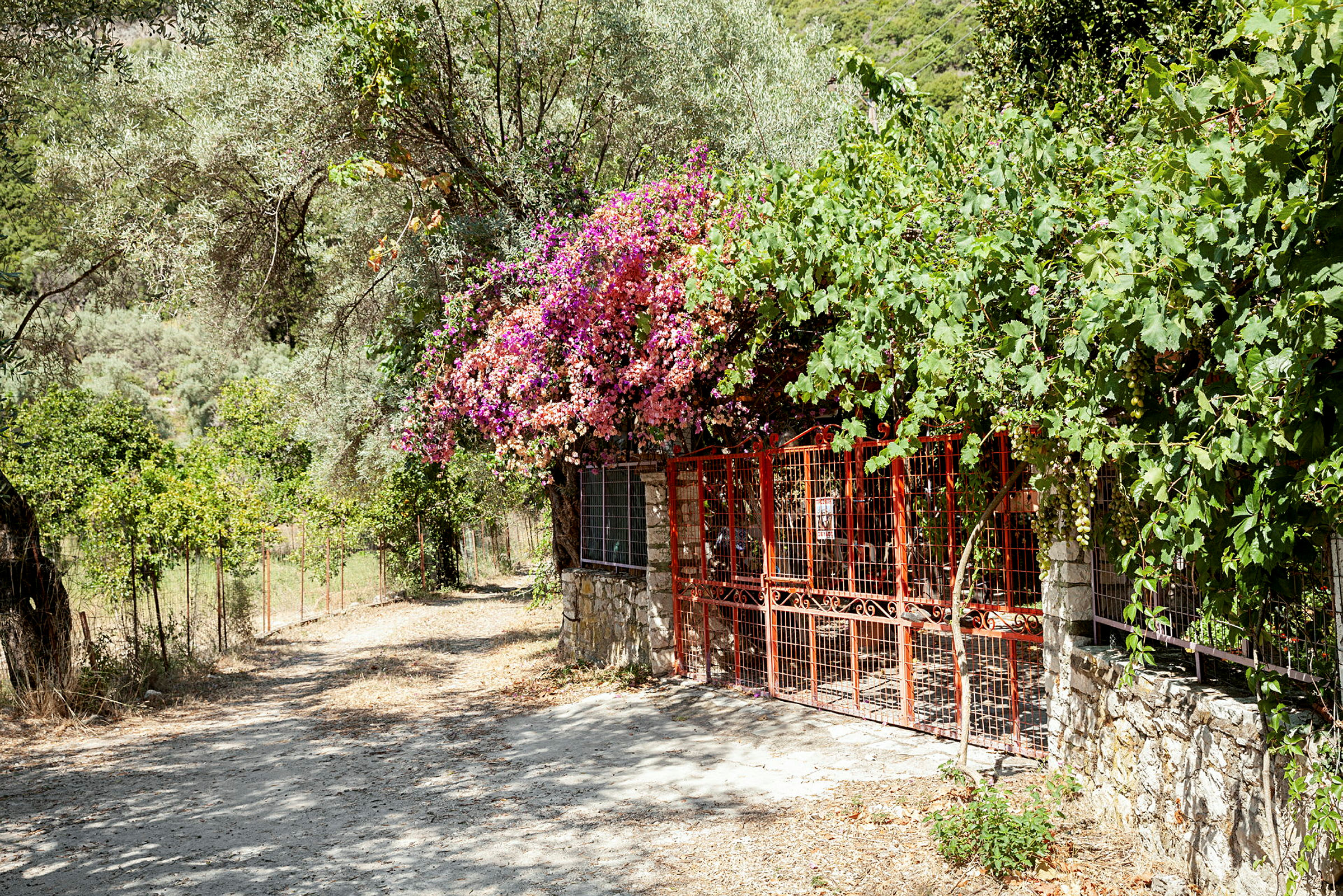 En väg kantad av en trädgård med ett rött staket och blommor, omgiven av lummig vegetation. (AI-genererad text)