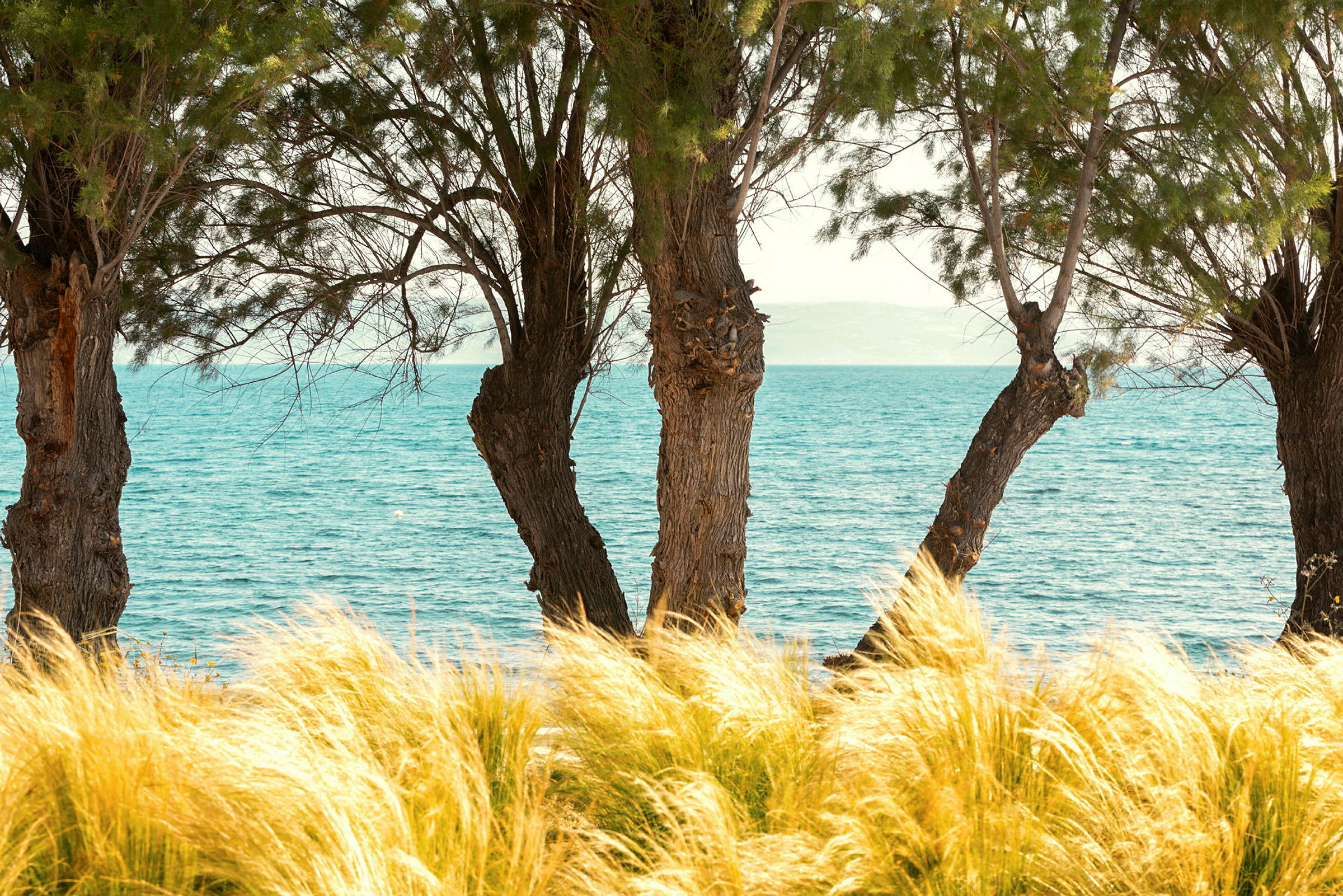 Träd vid stranden med havet i bakgrunden. (AI-genererad text)