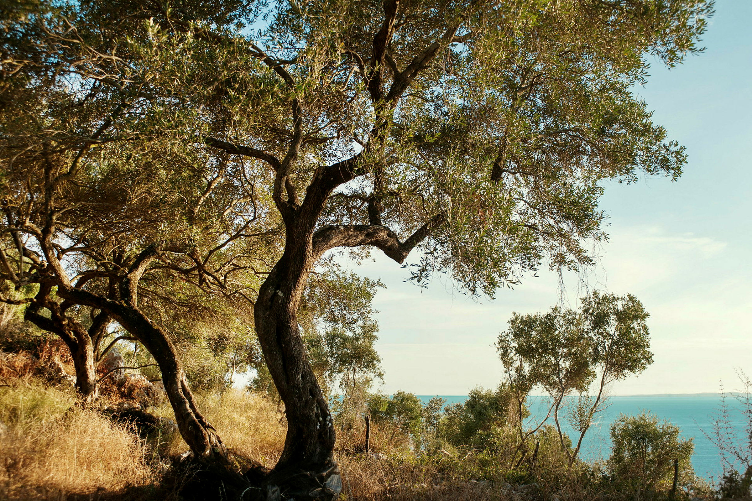 Bild av olivträd med utsikt över havet. (AI-genererad text)