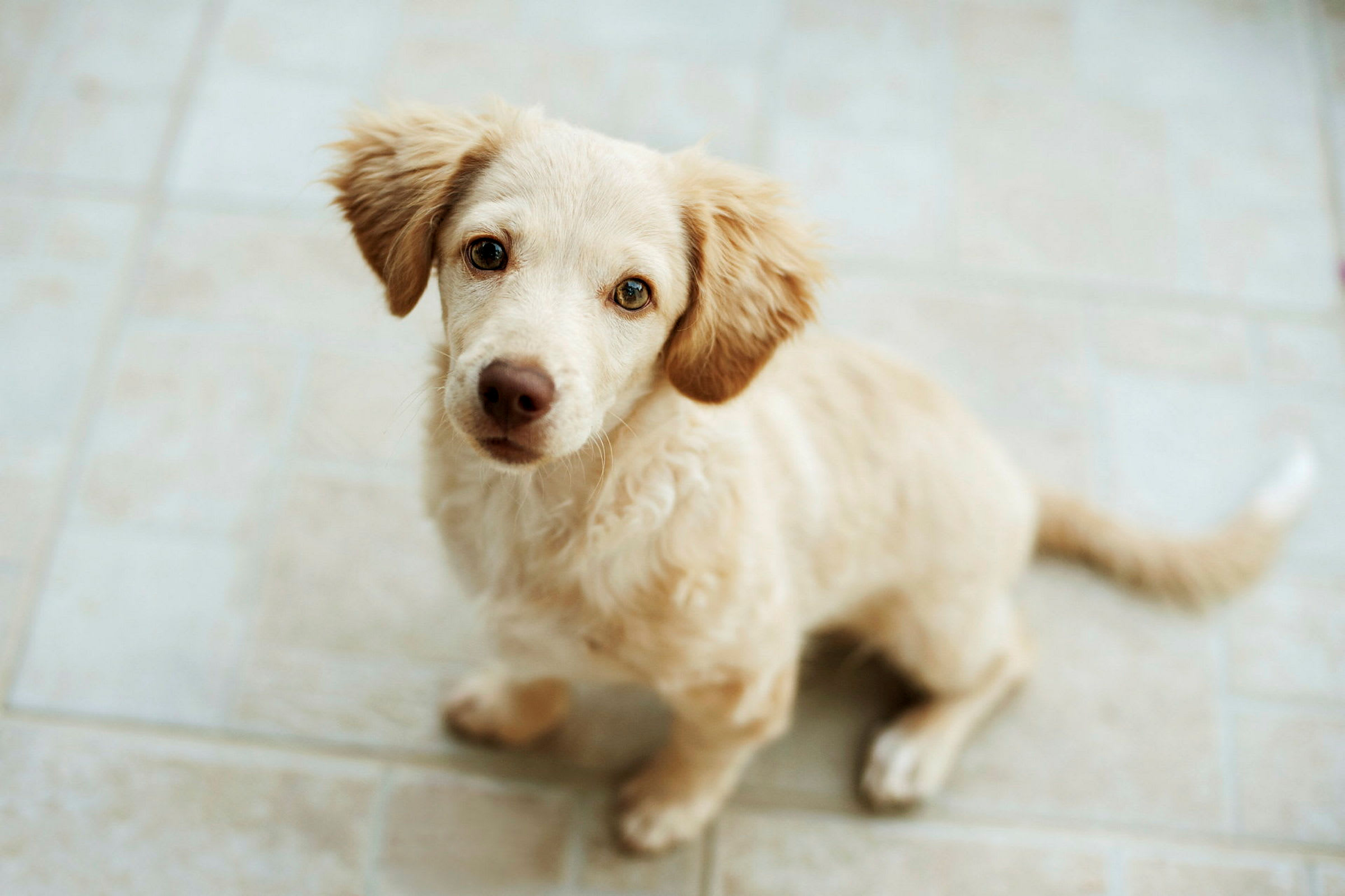 En liten ljus hund sitter på ett golv. (AI-genererad text)