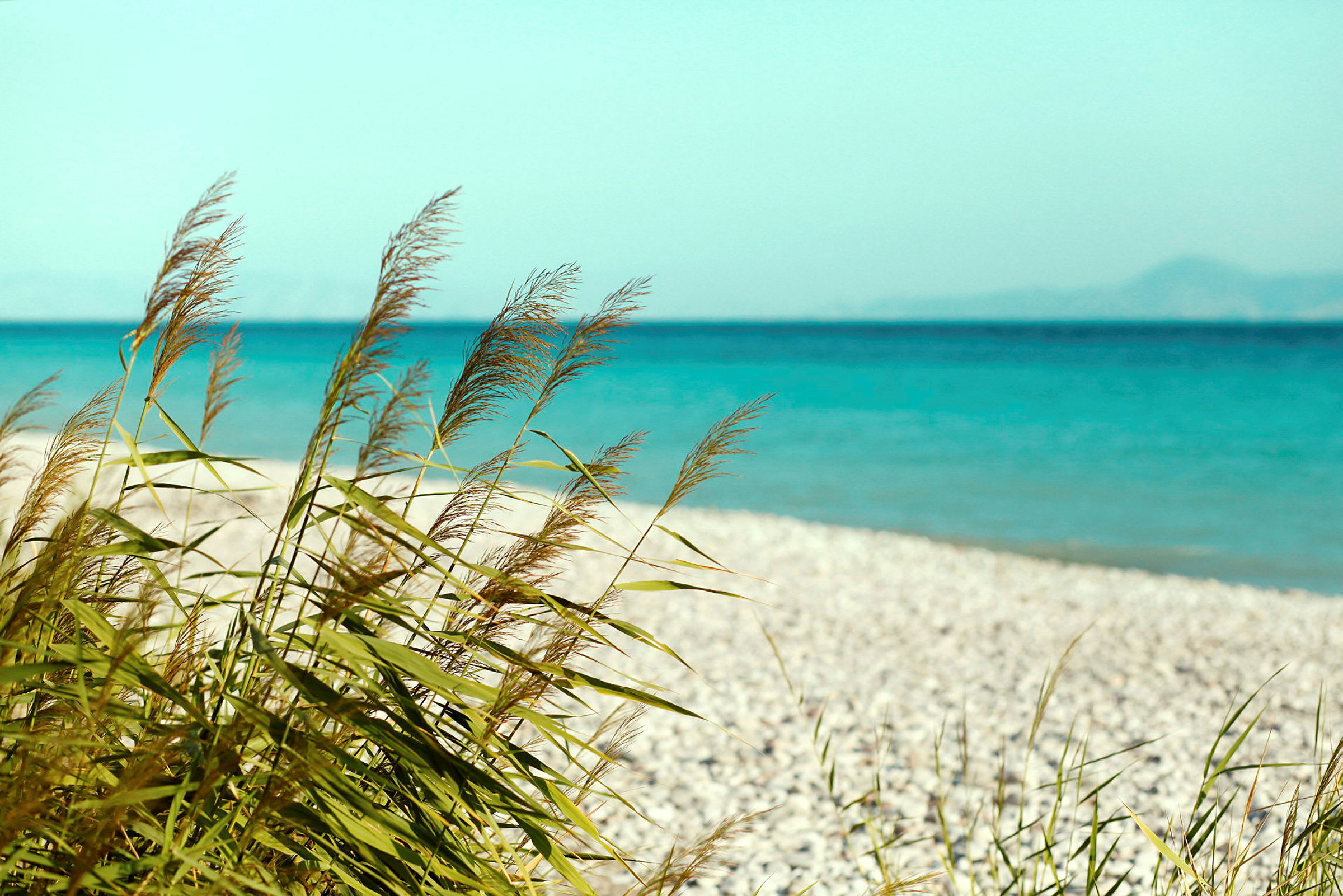 Strand med gräs i förgrunden och hav i bakgrunden. (AI-genererad text)