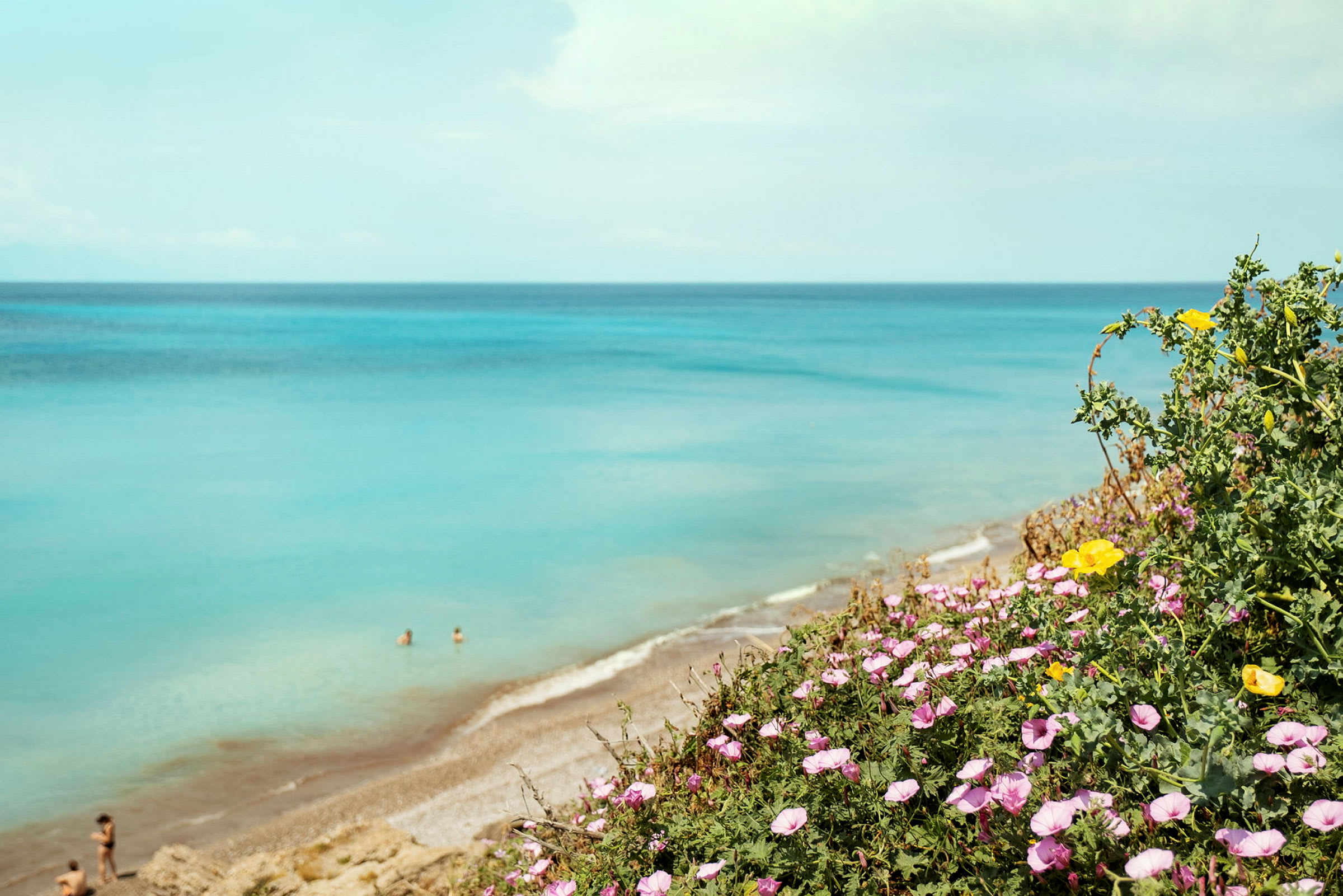 Blommor i förgrunden med en sandstrand och havet i bakgrunden. (AI-genererad text)