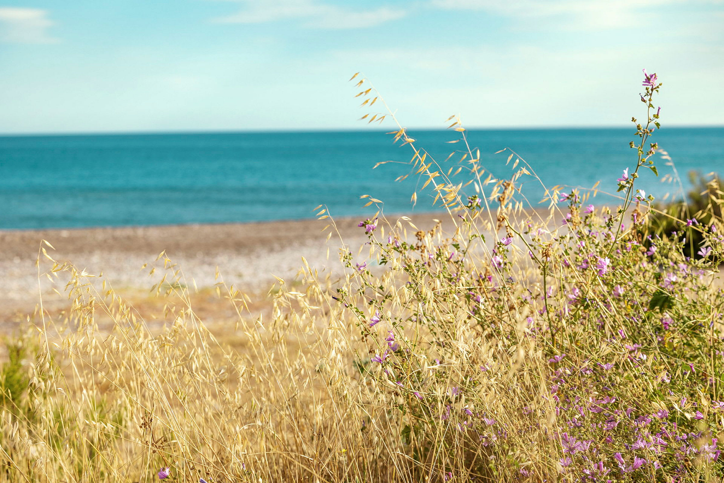 Bild av strand med klarblått hav, torra gräs och lila blommor i förgrunden. (AI-genererad text)