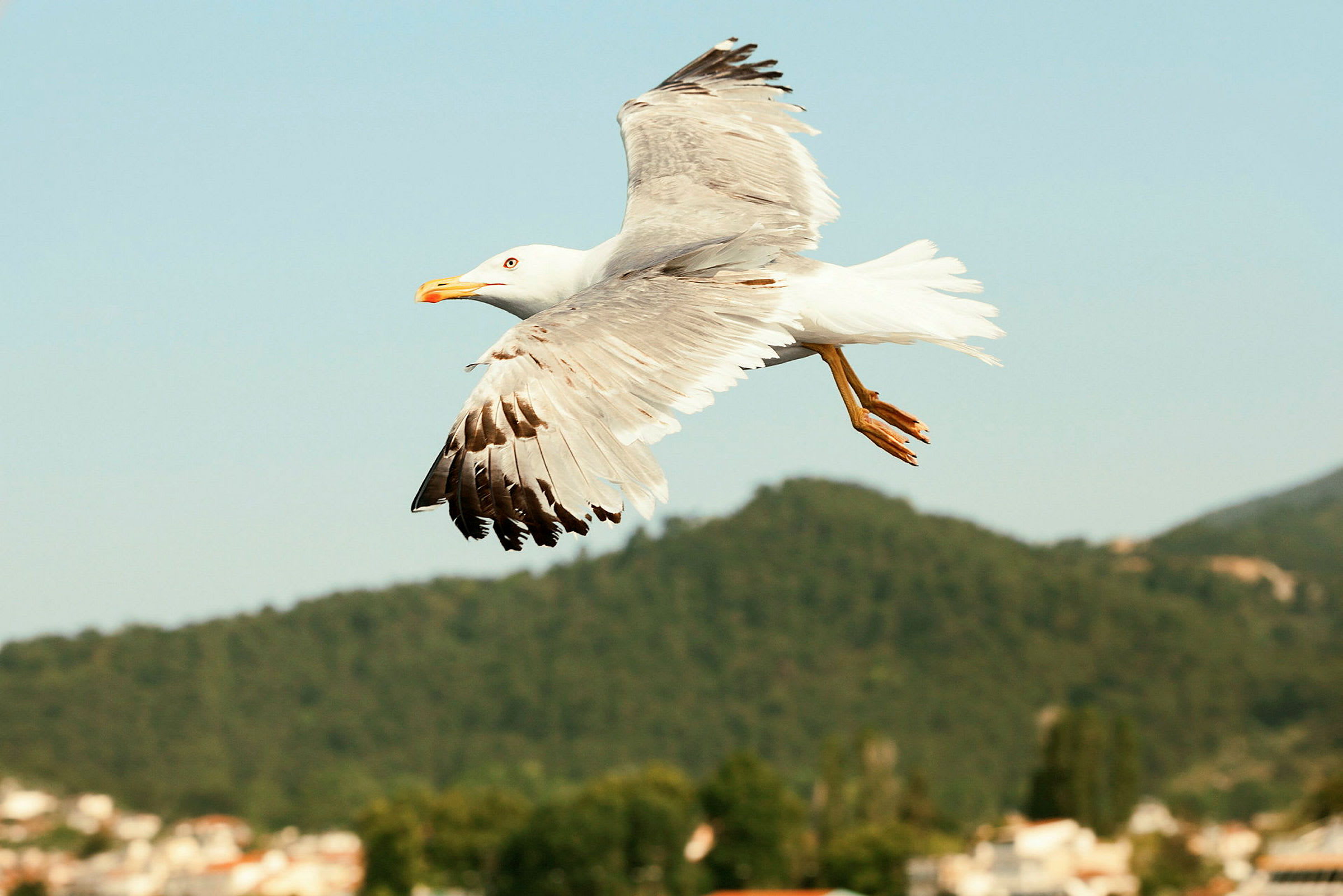 En mås som flyger med vidöppet landskap i bakgrunden. (AI-genererad text)