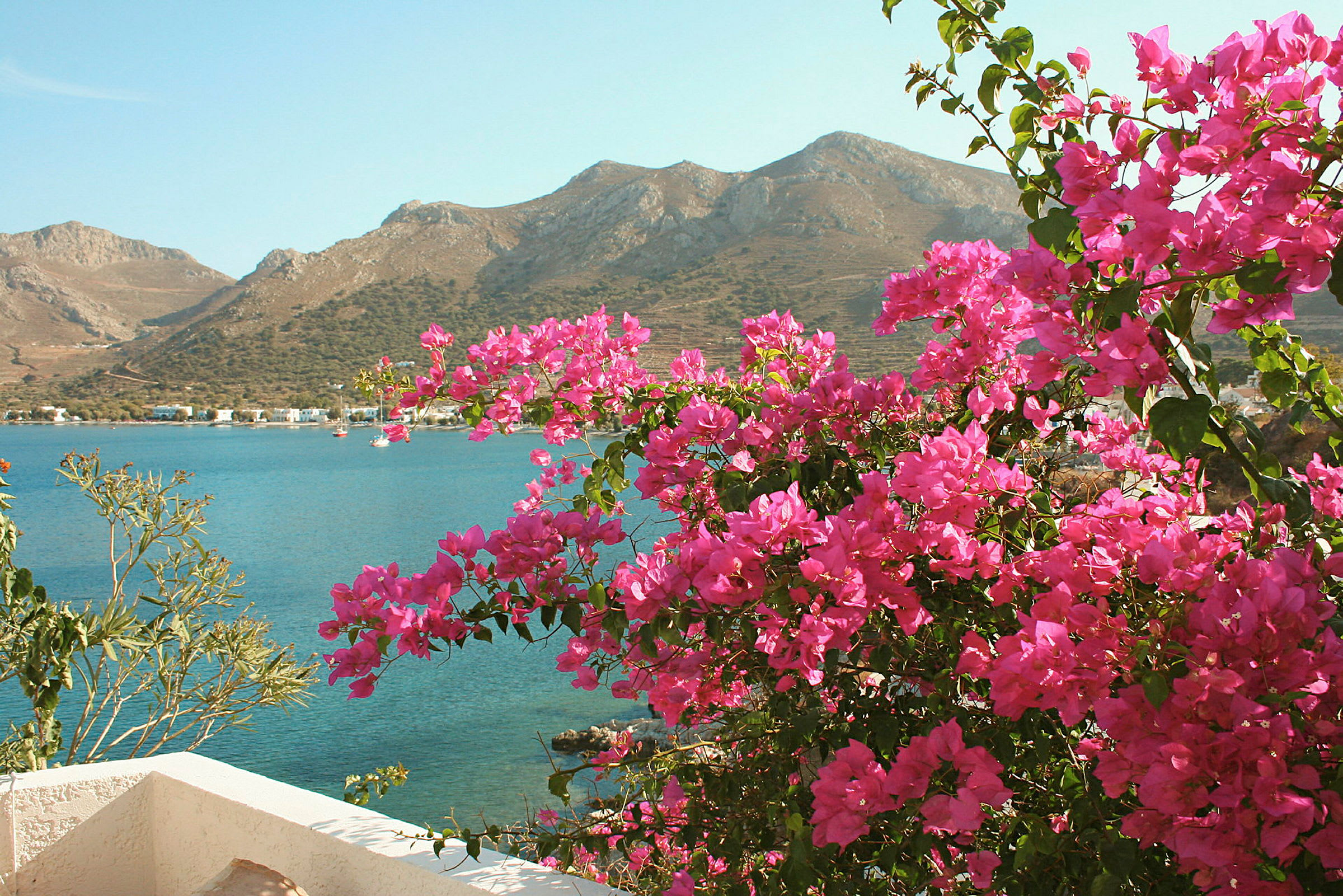 Rosa blommor i förgrunden med en blå havsvik och berg i bakgrunden. (AI-genererad text)