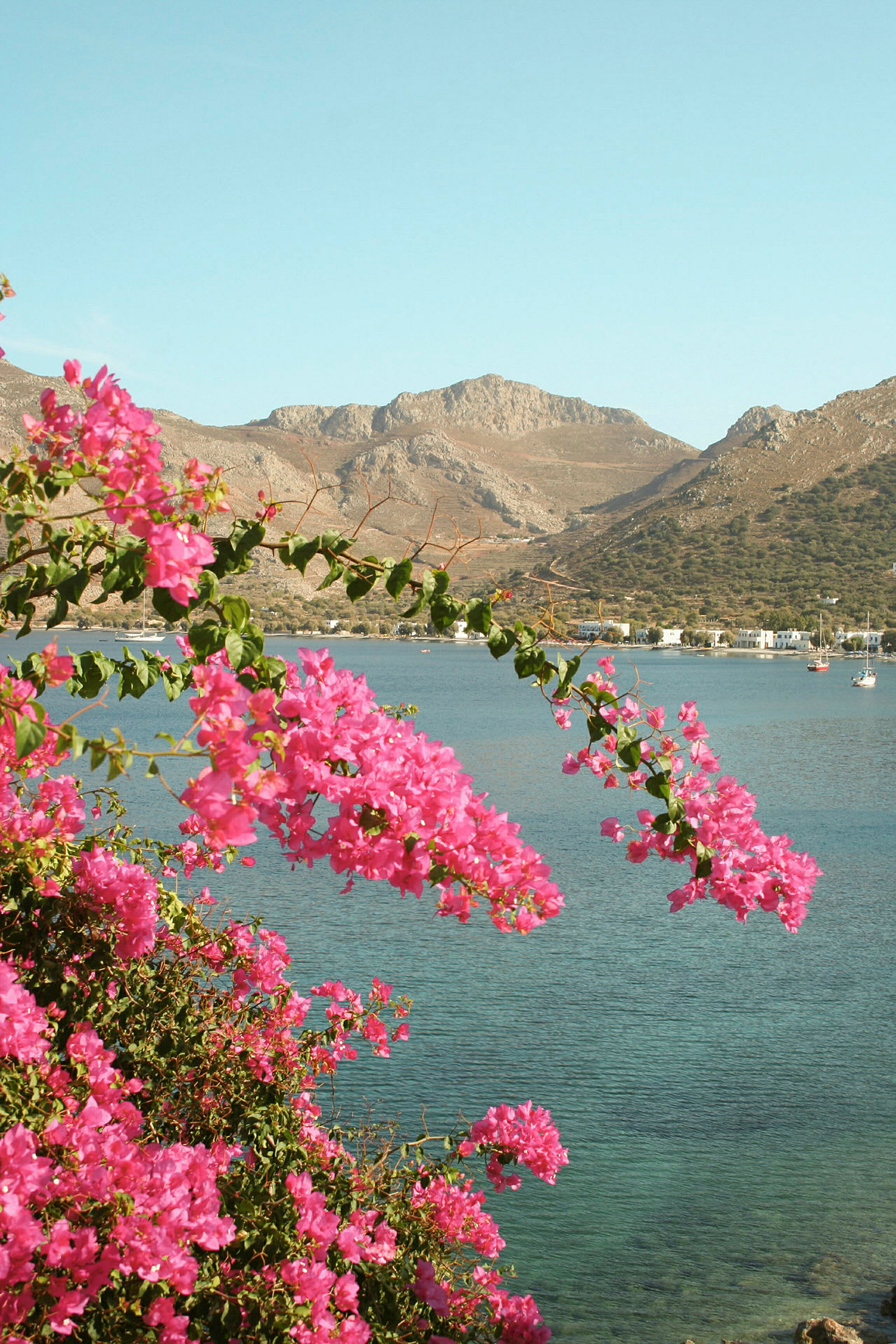 Landskap med blommor i förgrunden, havet och berg i bakgrunden. (AI-genererad text)