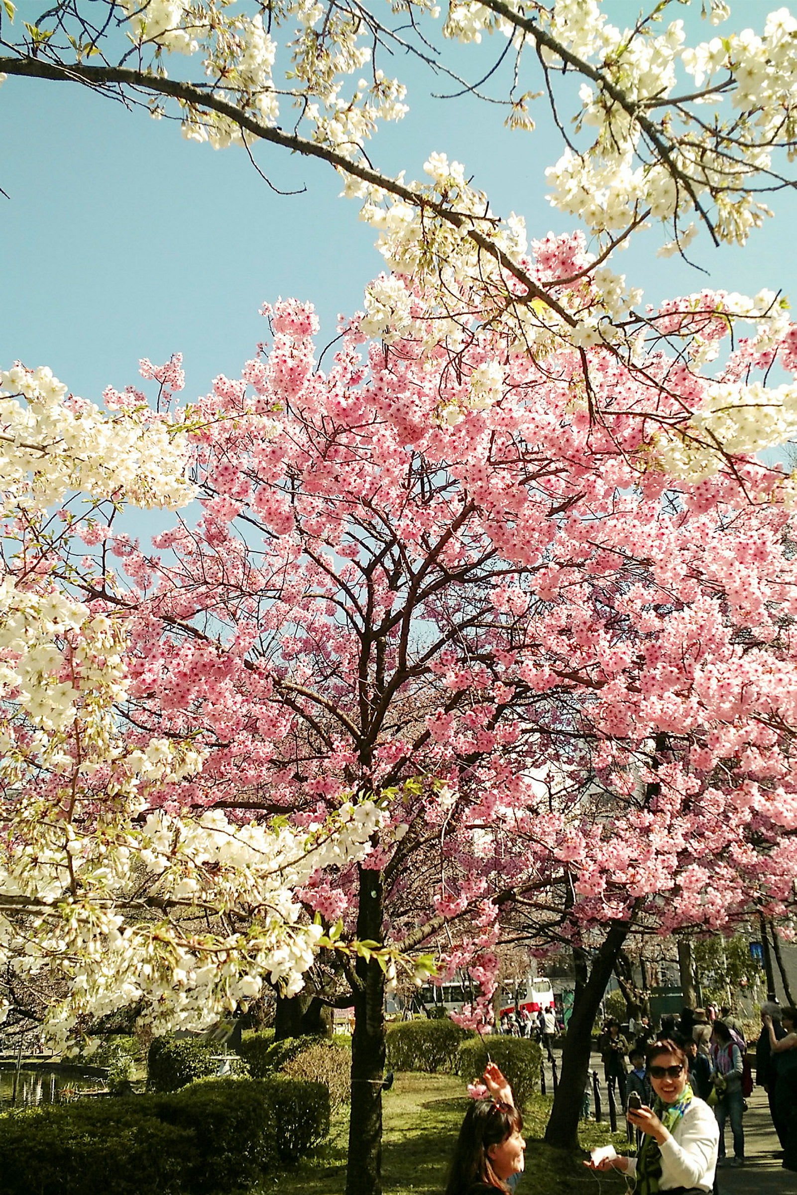 Ett träd fyllt med vita och rosa blommor vid en park, under en klarblå himmel. (AI-genererad text)