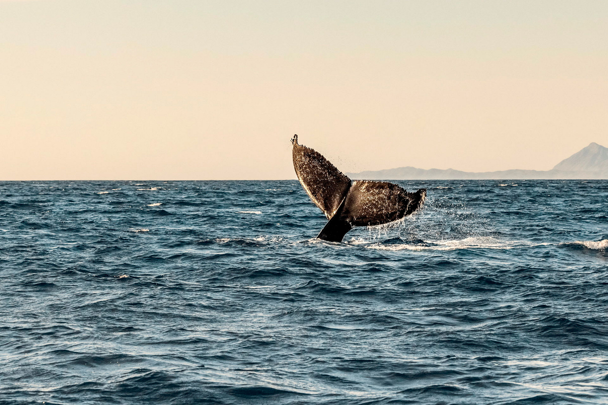 En valfena bryter vattenytan i havet med en fjärran bergslandskap i bakgrunden. (AI-genererad text)
