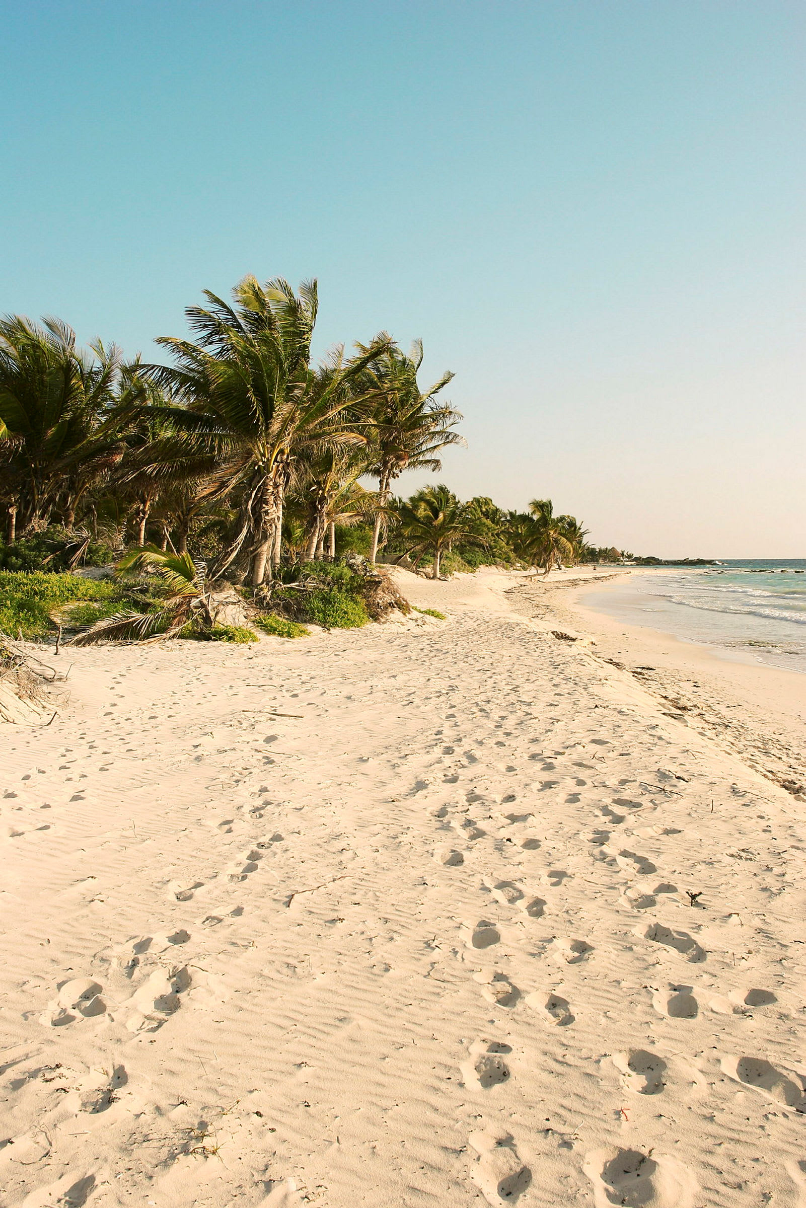 En strand med ljus sand, palmträd och hav i bakgrunden. (AI-genererad text)