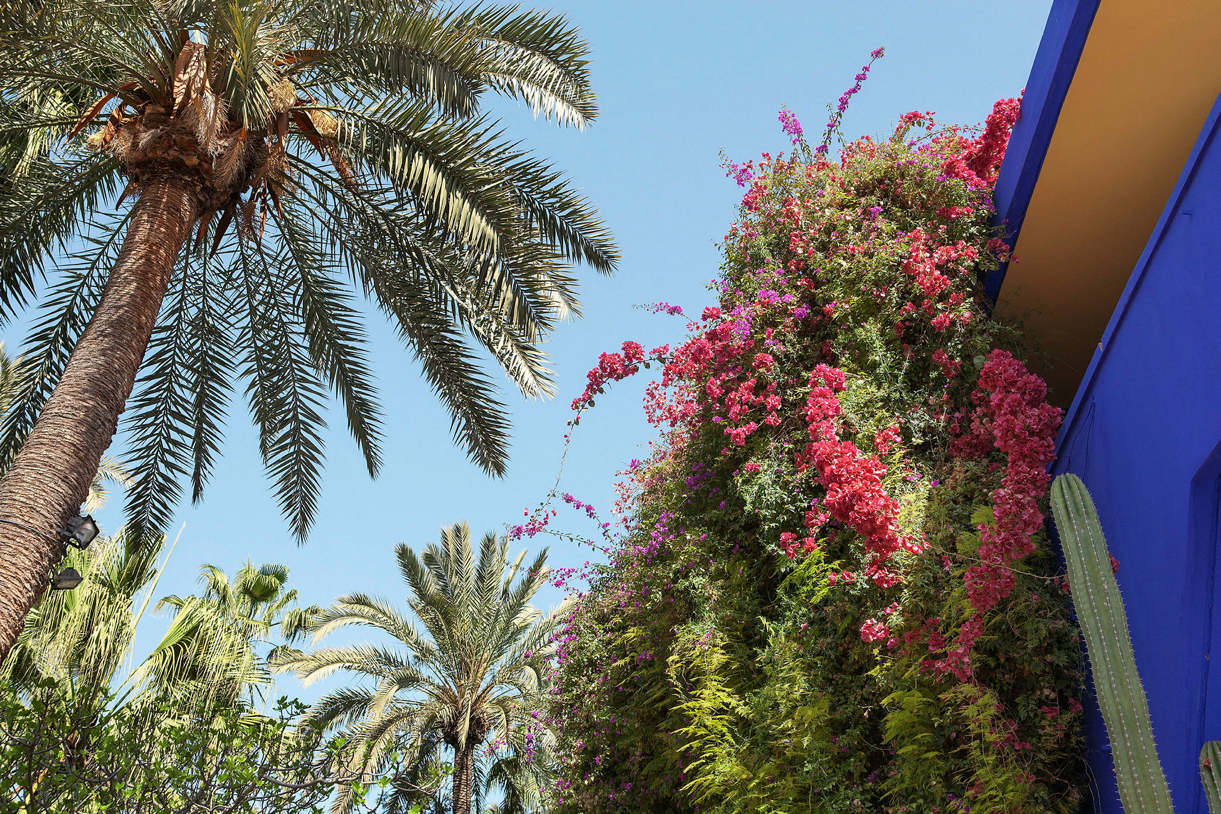 En palmträd mot en klar blå himmel bredvid en växtvägg med röda och rosa blommor och en blå byggnad. (AI-genererad text)