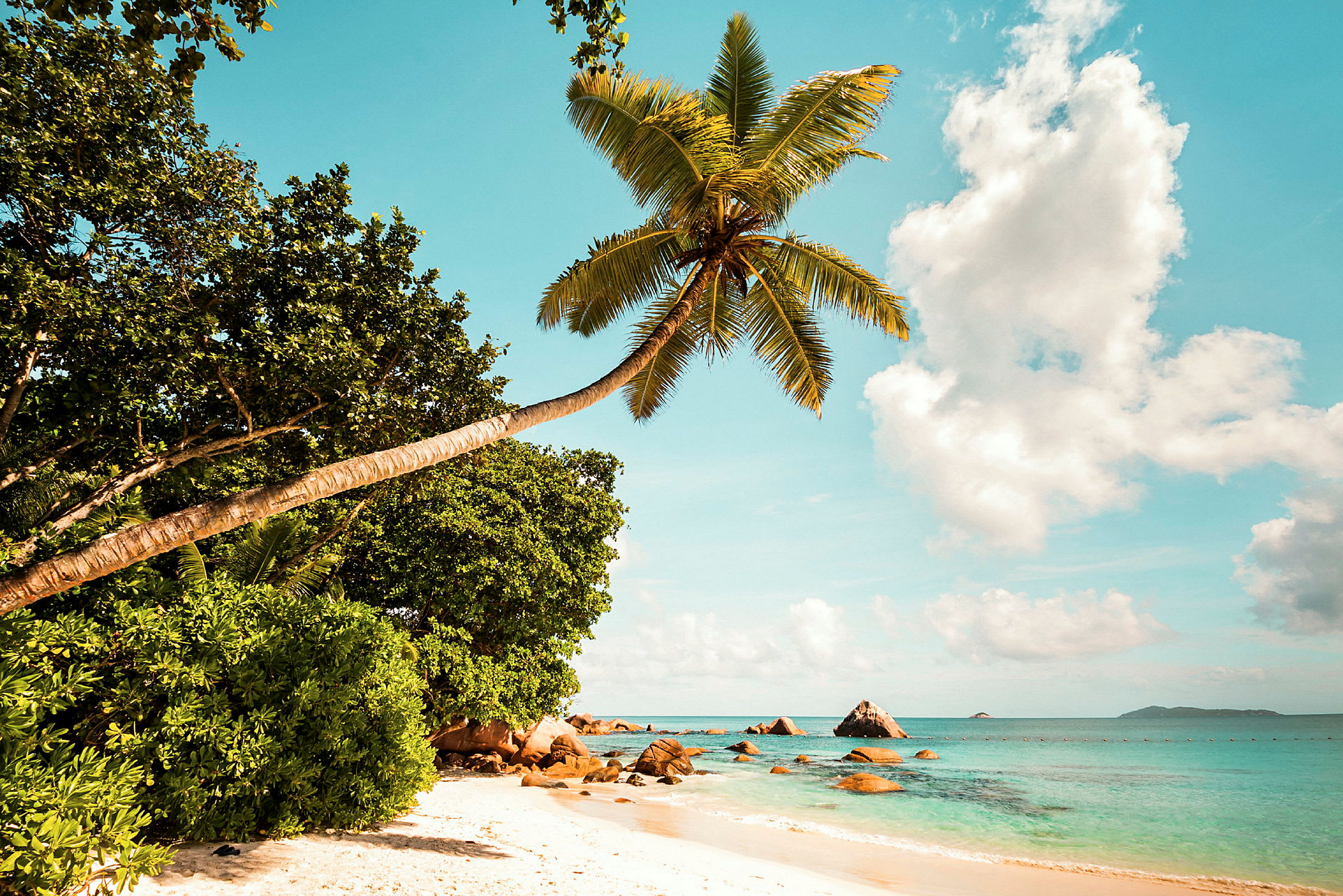 En strand med klarblått vatten, vit sand och en böjd palm i förgrunden. (AI-genererad text)