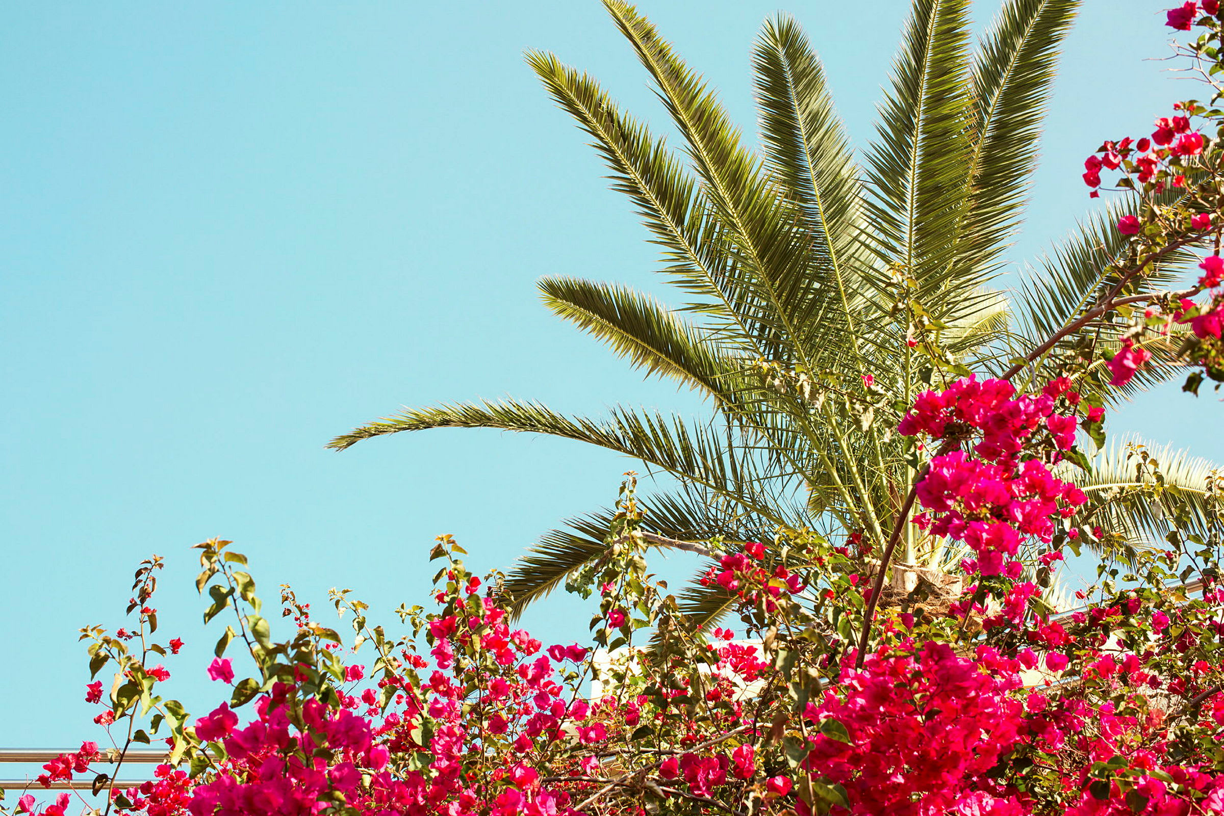Palmer och rosa blommor mot en klarblå himmel. (AI-genererad text)