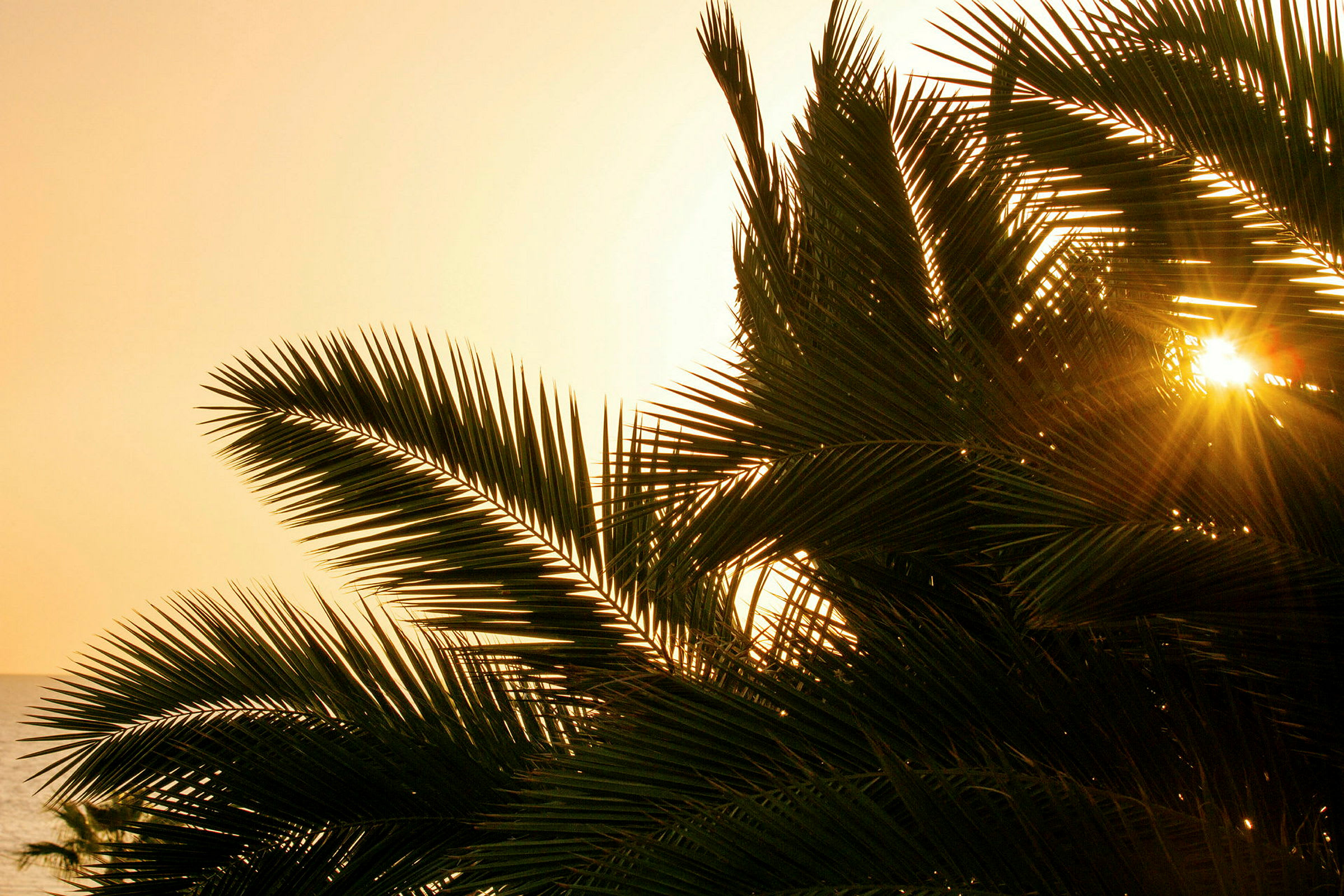 Solen som skiner genom palmblad mot en ljus himmel. (AI-genererad text)