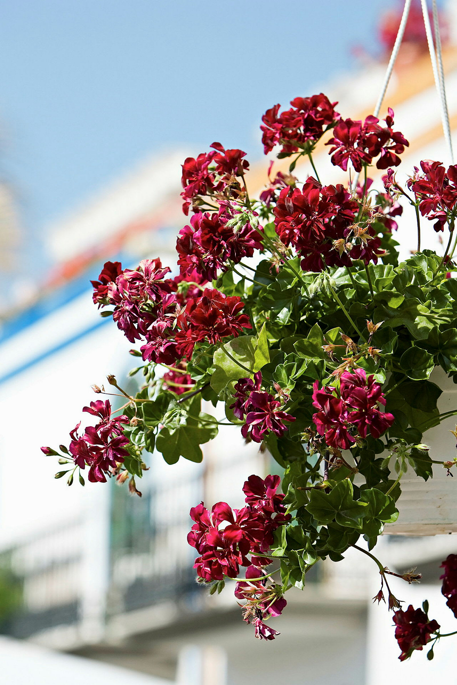 En kruka med röda blommor som hänger i luften, i bakgrunden syns en vit byggnad och blå himmel. (AI-genererad text)
