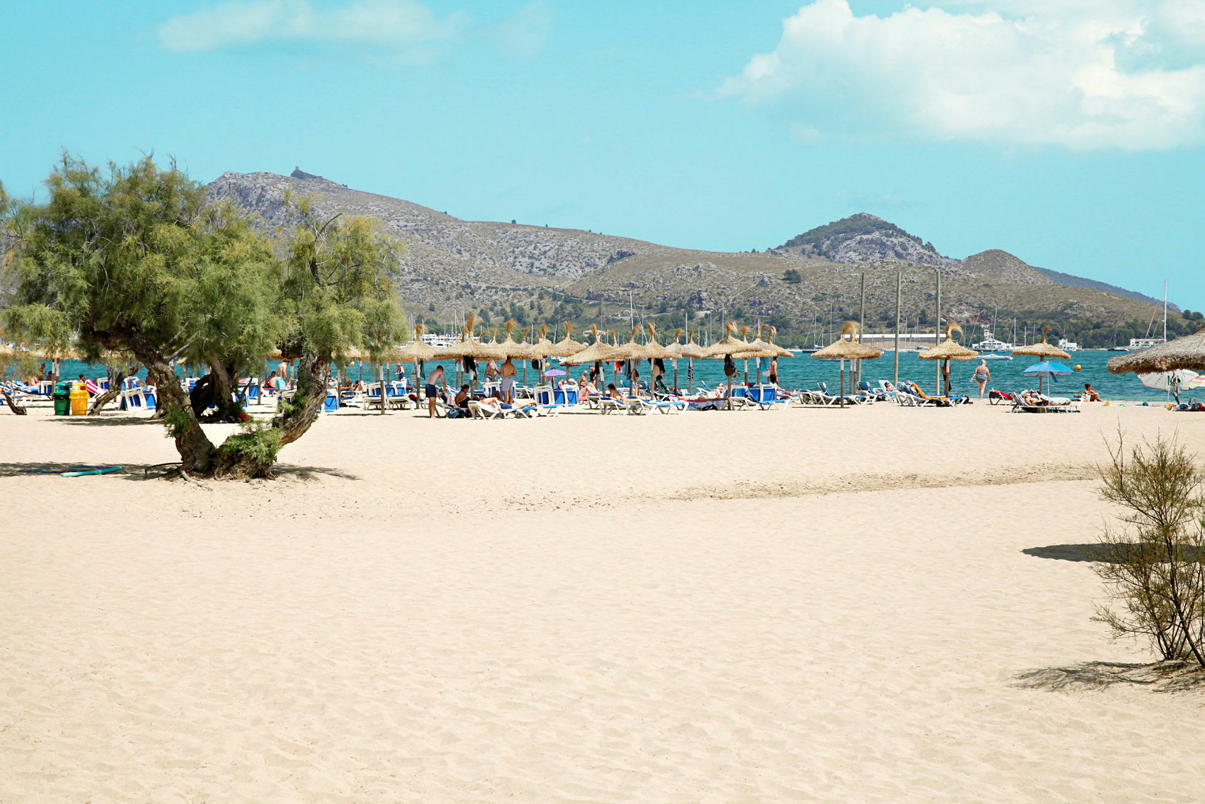 Strand med en palmliknande växt i förgrunden, solstolar och parasoller längre bort och berg i bakgrunden. (AI-genererad text)