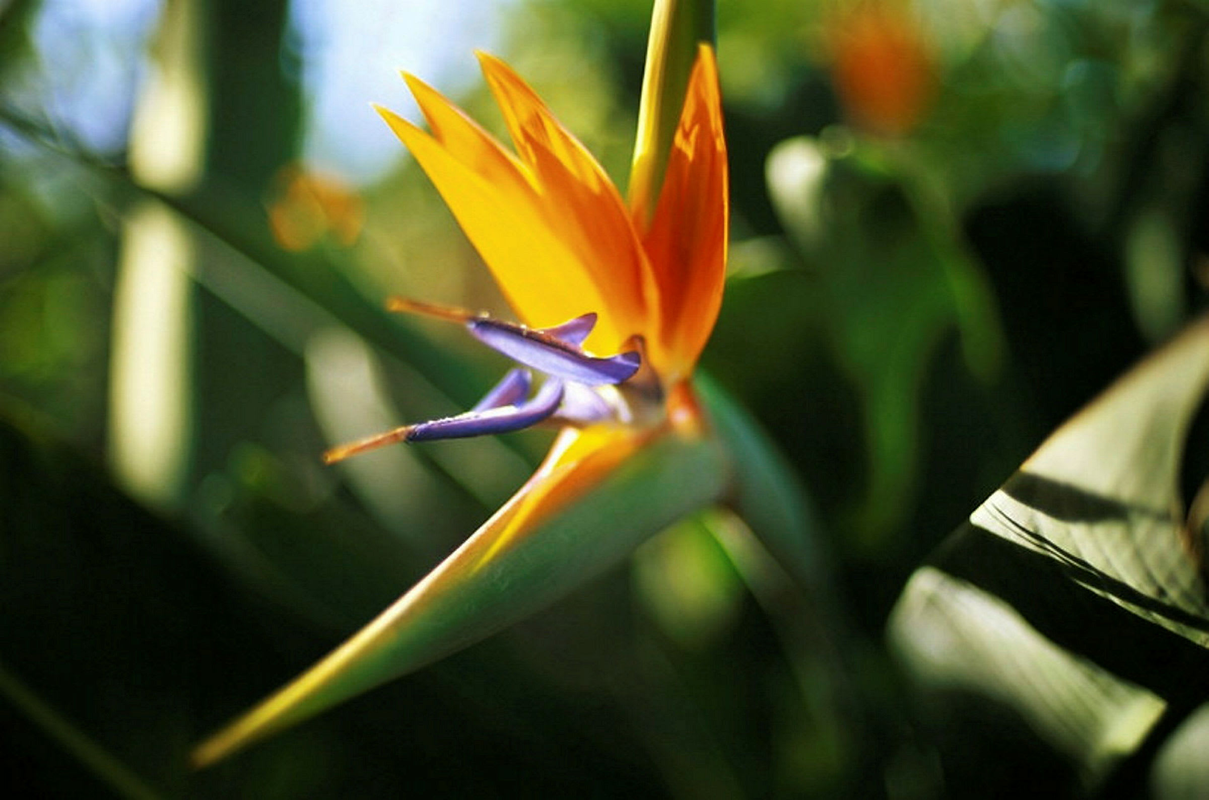 En orange och blå papegojblomma i närbild. (AI-genererad text)