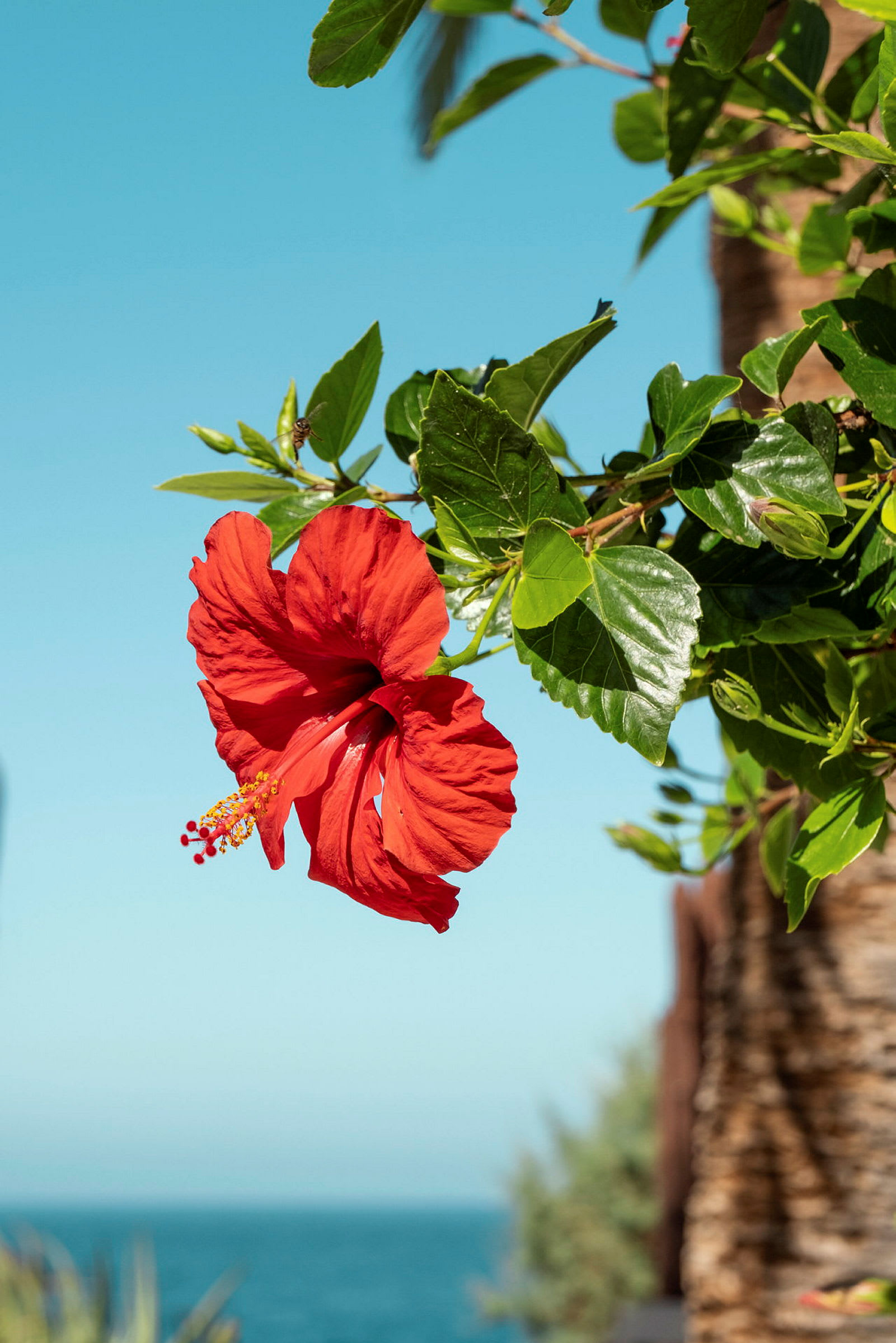 Röd hibiskusblomma mot en bakgrund av himmel och hav. (AI-genererad text)