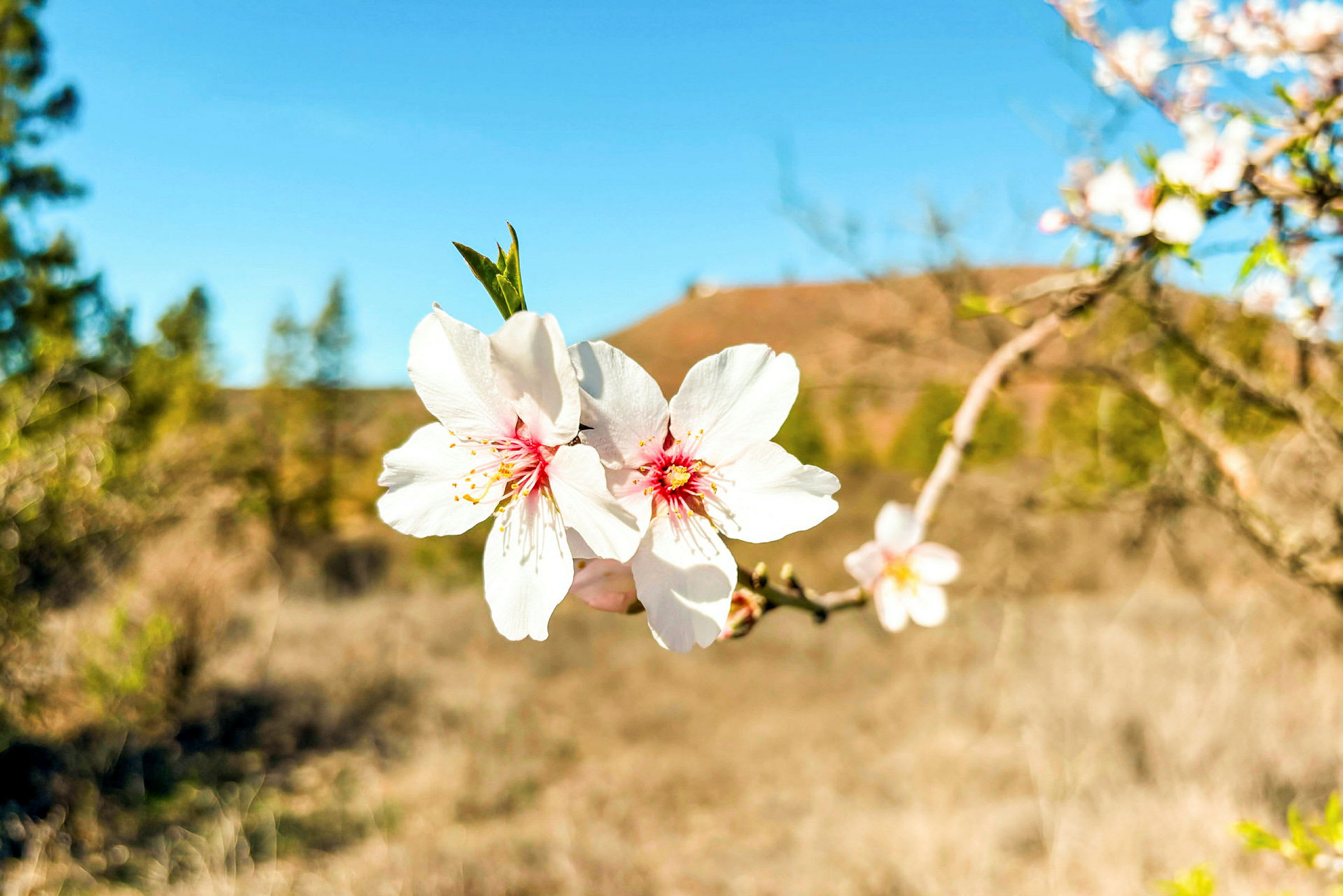 Närbild på vita blommor på en trädgren mot en bakgrund av blå himmel. (AI-genererad text)