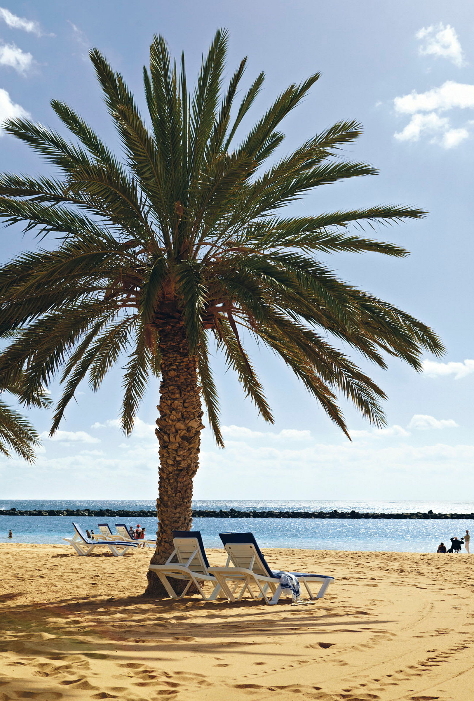 Palmträd på sandstrand med solsängar och hav i bakgrunden. (AI-genererad text)