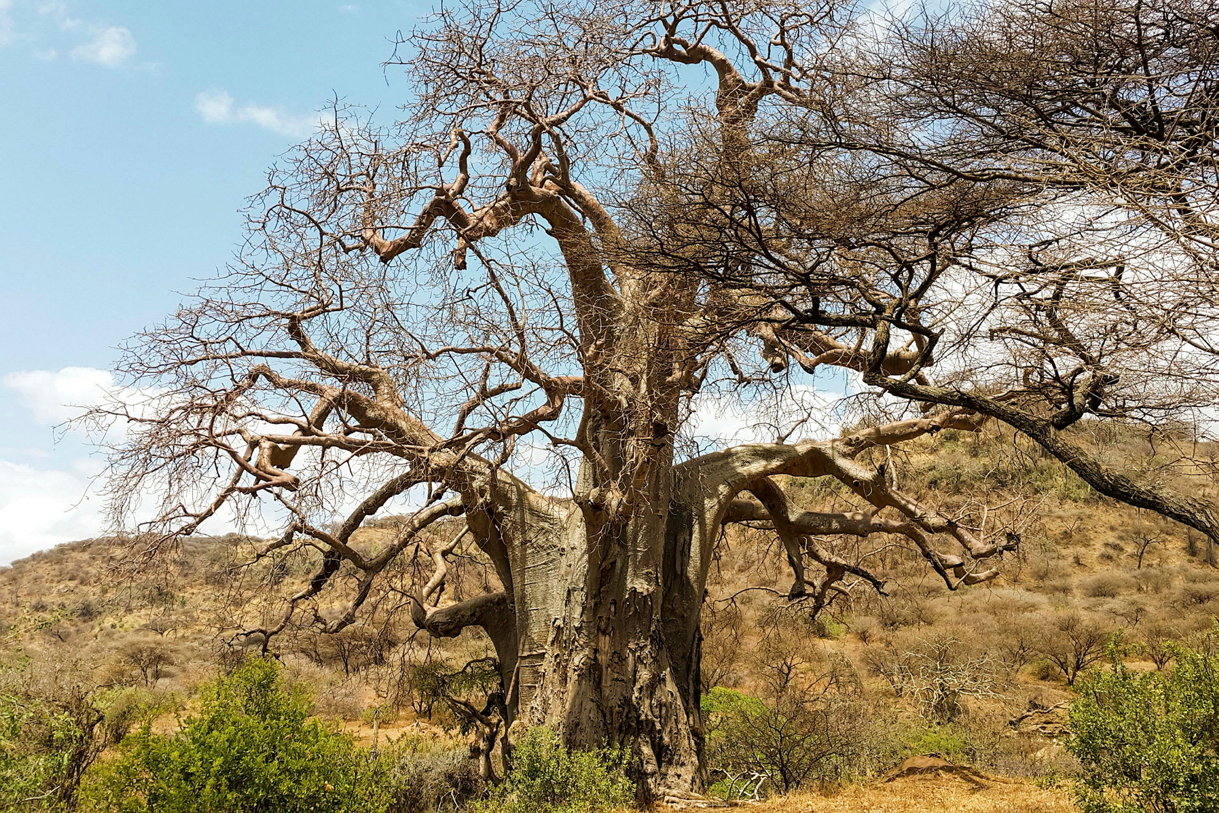 Träd i Ngorongoro