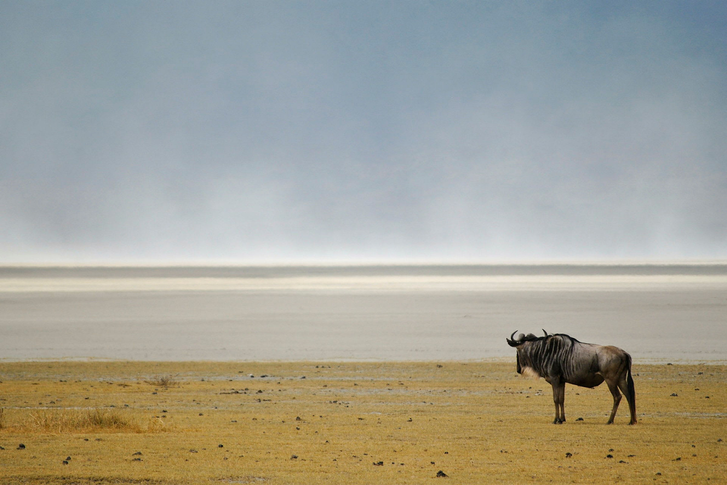 Gnu blickar ut över den öppna slätten i Ngorongorokratern