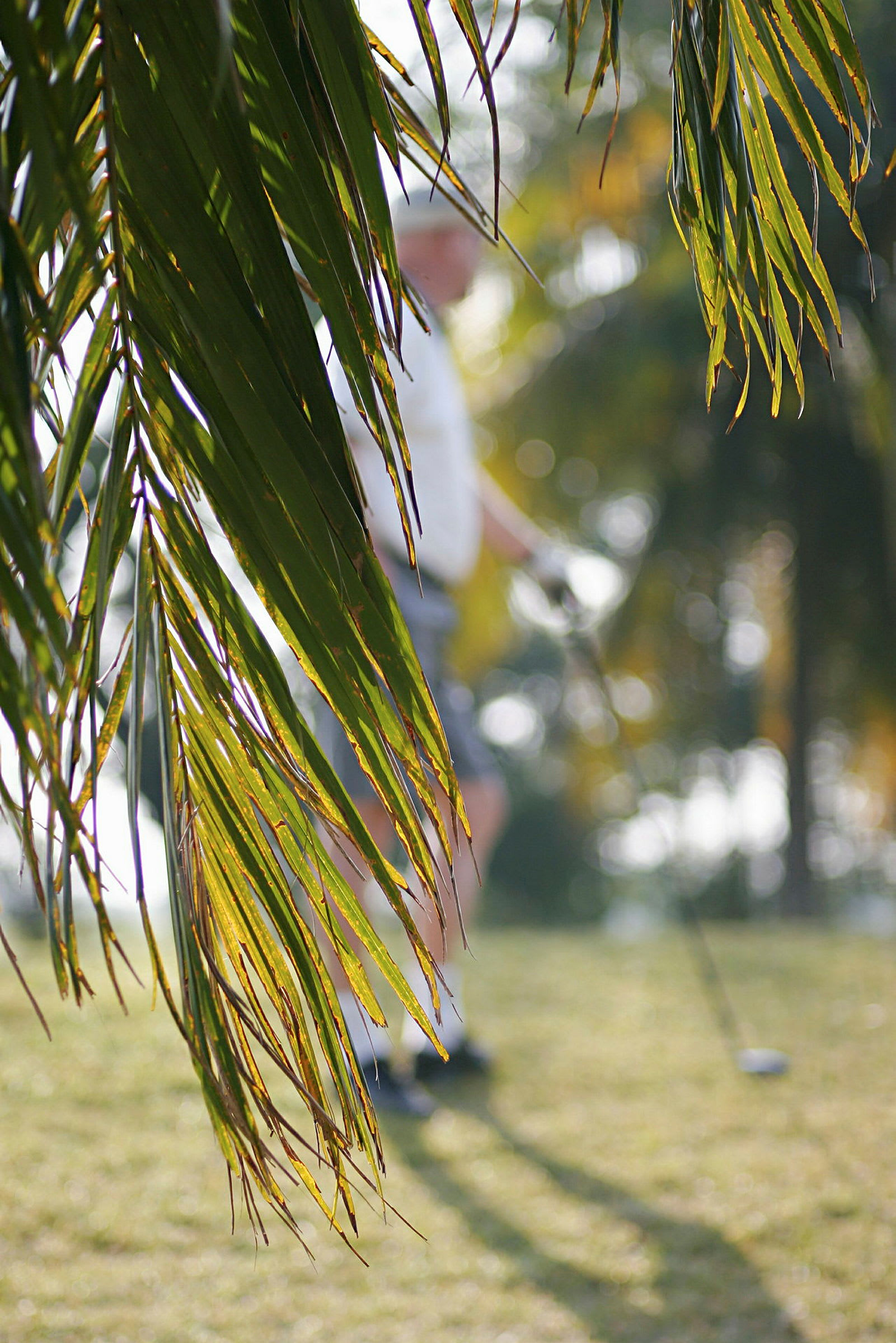 Närbild på palmblad med en suddig golfspelare i bakgrunden. (AI-genererad text)