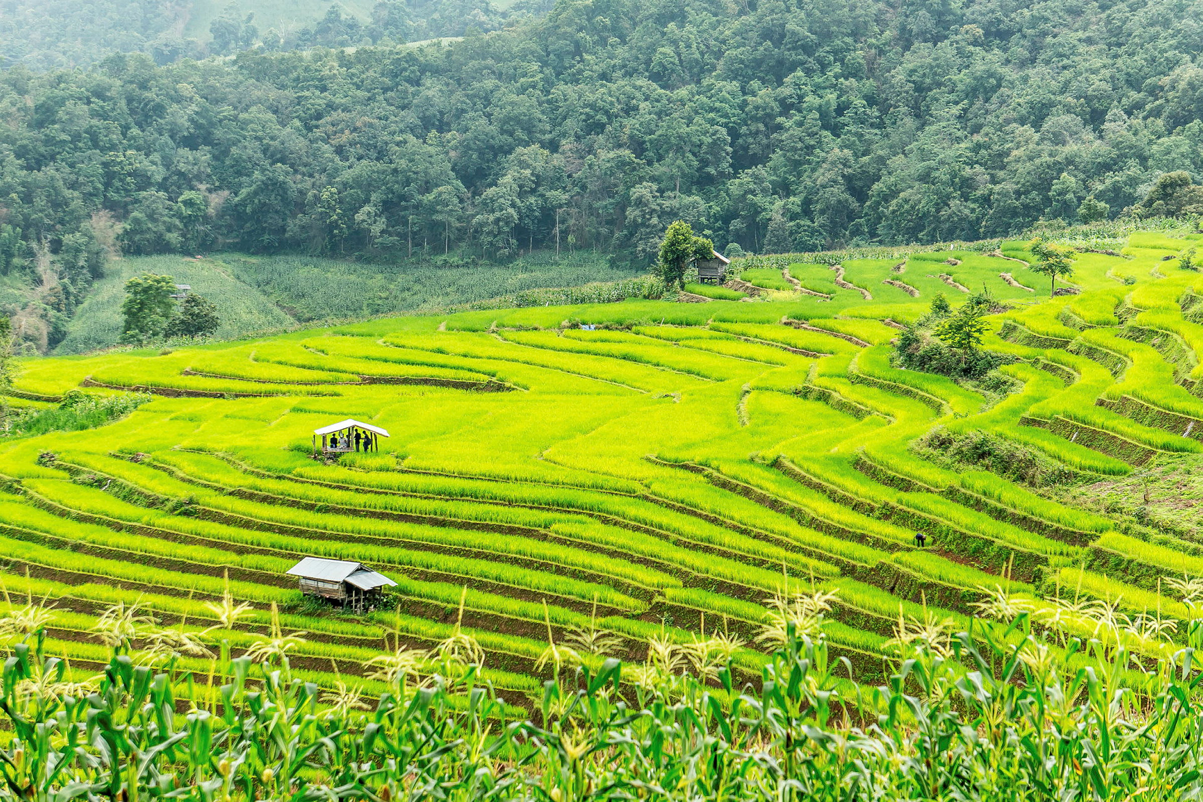 Risfält i Chiang Mai
