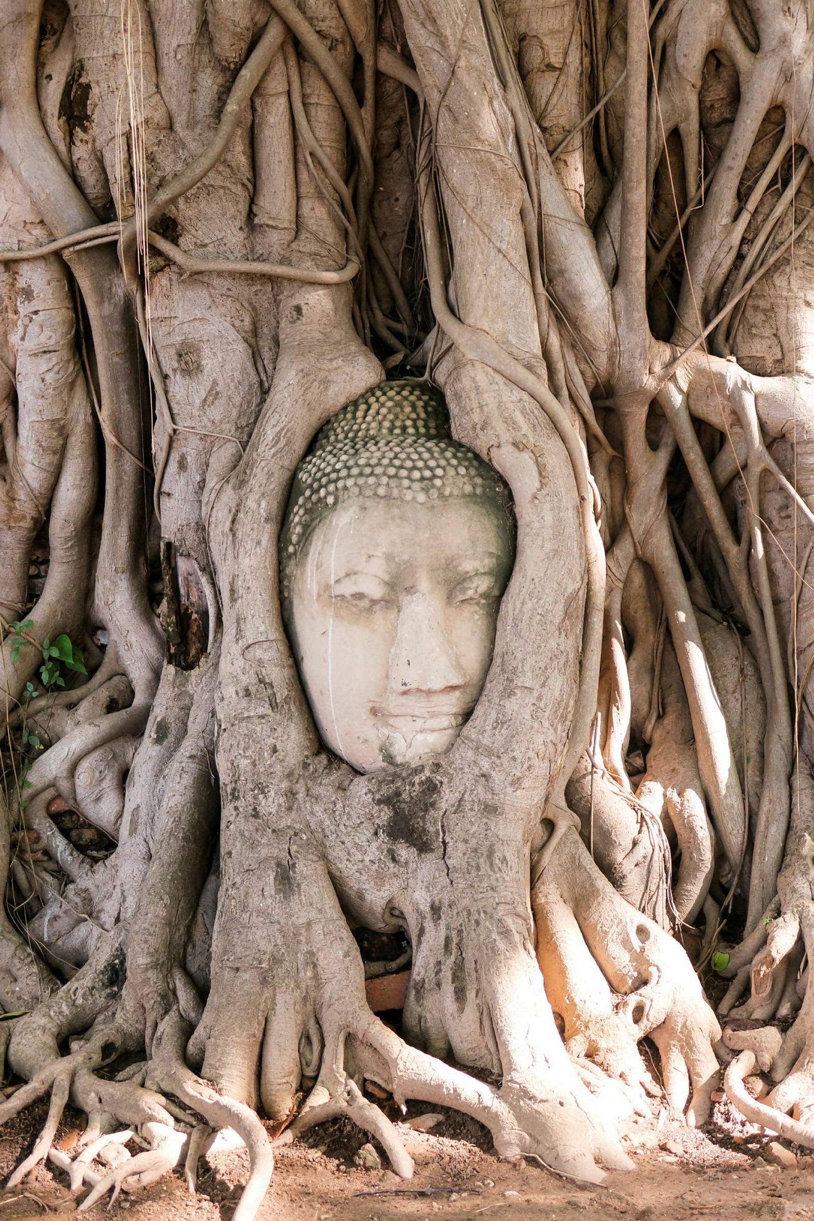 Buddhahuvud bland trädrötter i Ayutthaya Historical Park