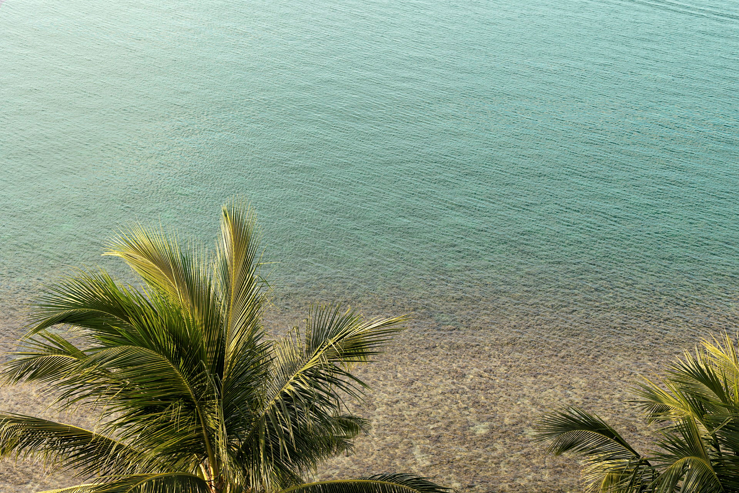 Utsikt över en klarblå havsstrand med palmblad i förgrunden. (AI-genererad text)