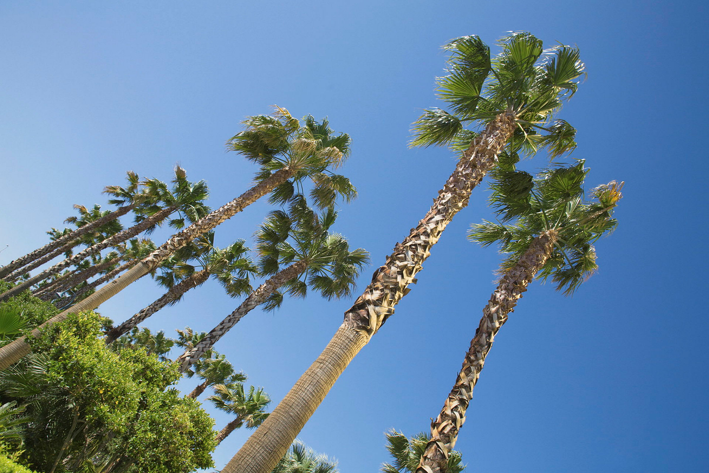 Bilden visar höga palmträd med gröna blad mot en klar blå himmel. (AI-genererad text)