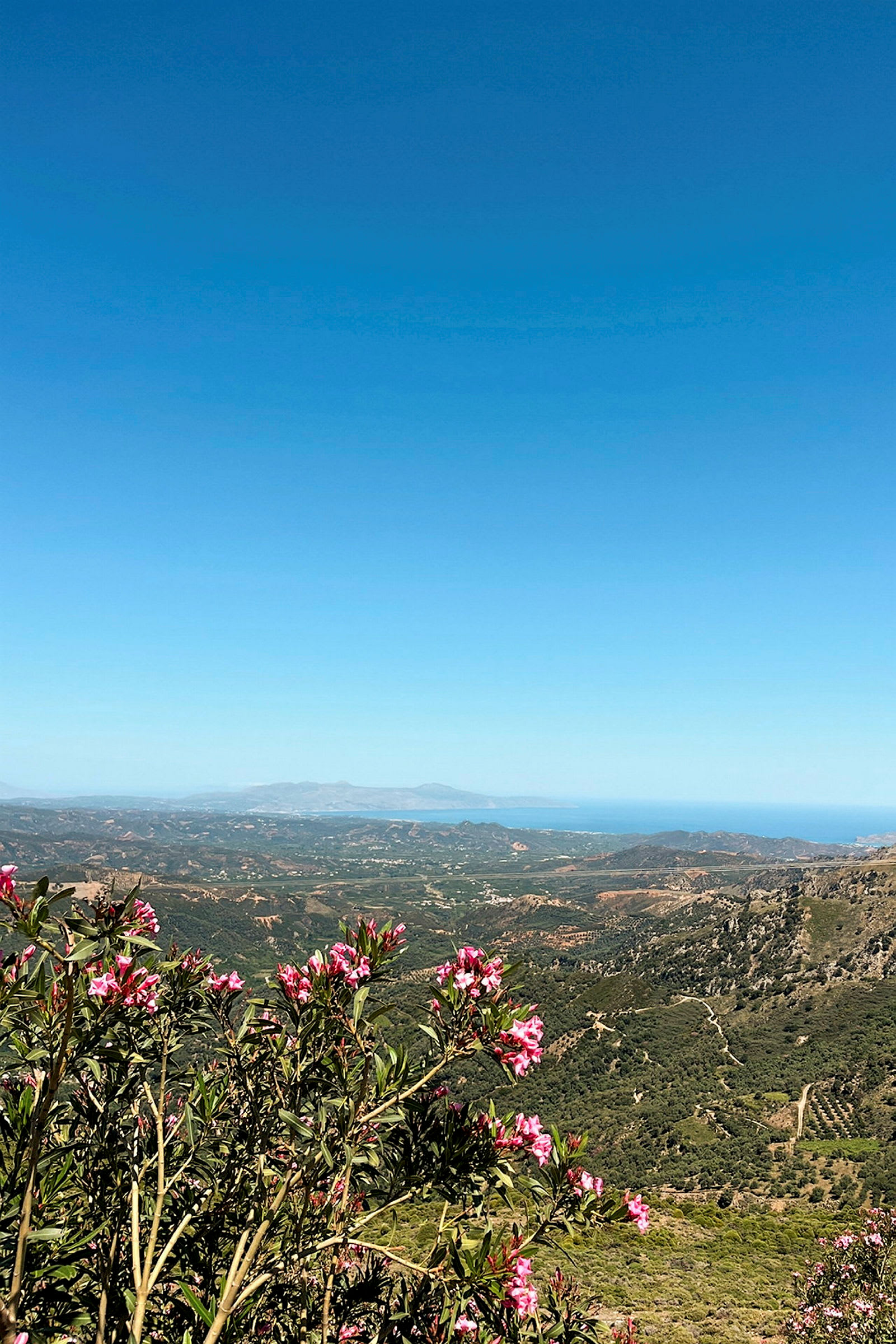 Utsikt över ett kuperat landskap med grönska och rosa blommor i förgrunden under en klarblå himmel. (AI-genererad text)