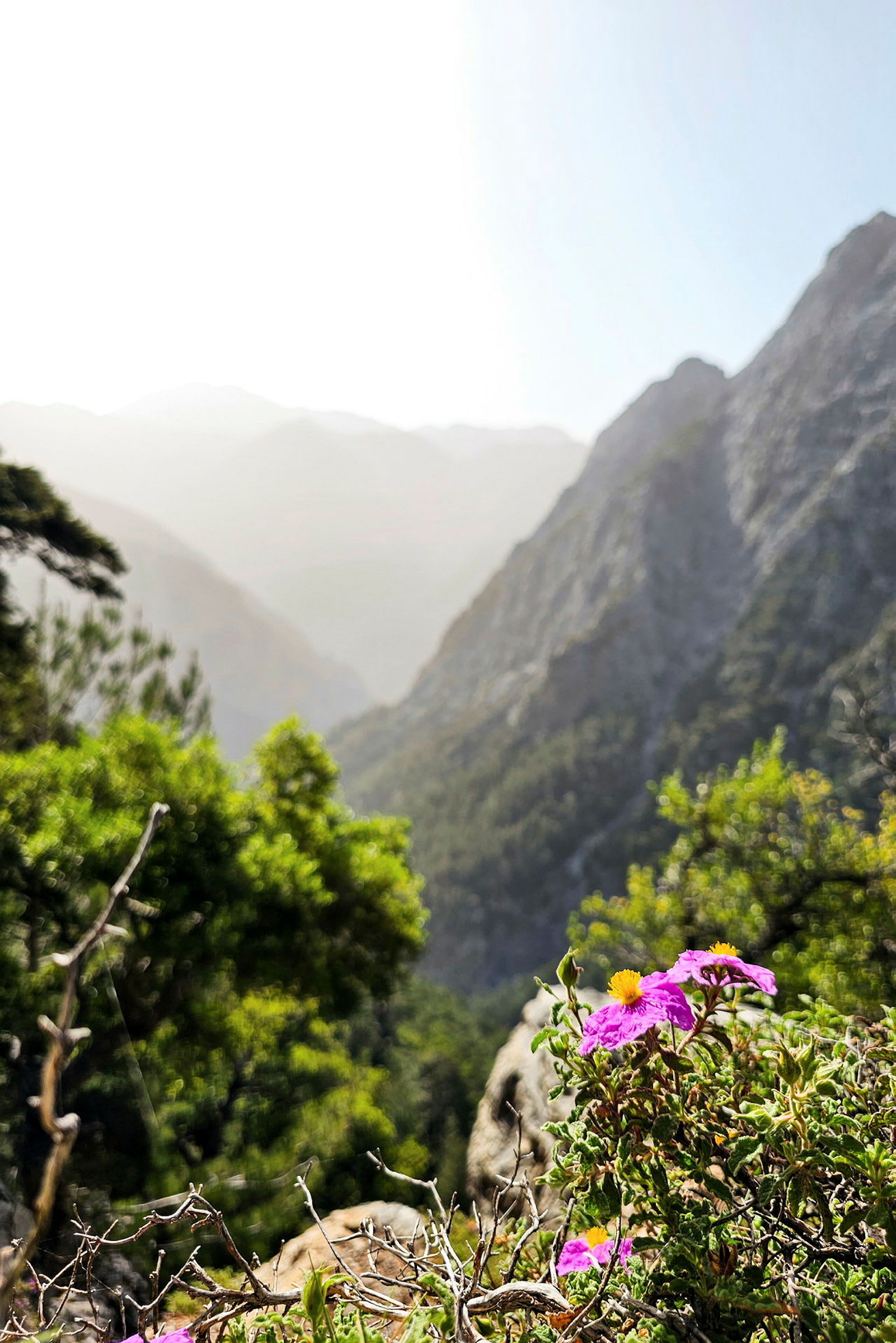 Bilden visar en bergslandskap med grönskande vegetation och lila blommor i förgrunden. (AI-genererad text)