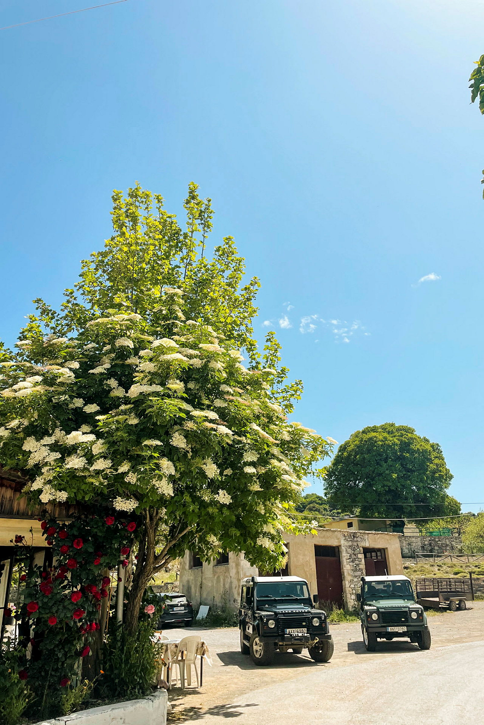 En grön trädsamlingsplats med vita blommor, två svarta terrängfordon och en byggnad i bakgrunden under en klarblå himmel. (AI-genererad text)